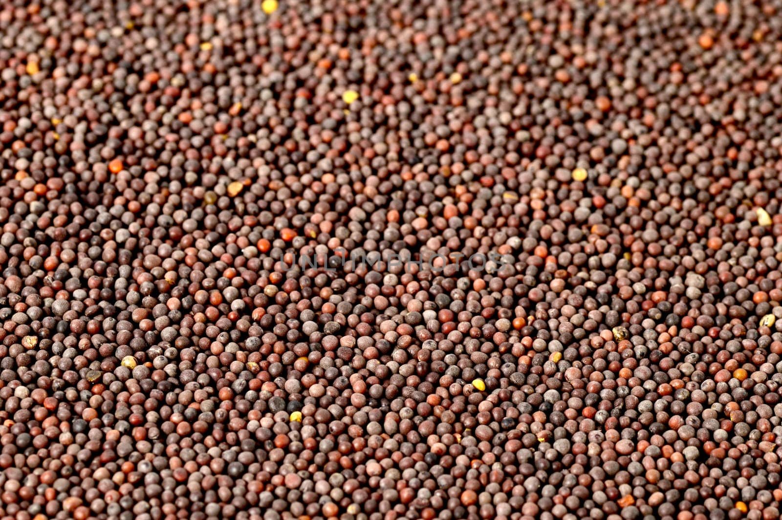 Brown Mustard Seeds on a white background
