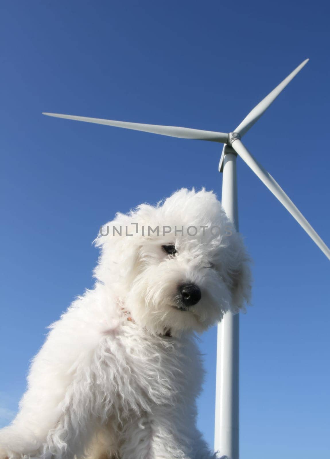 White dog with wind turbine in the background over deep blue sky