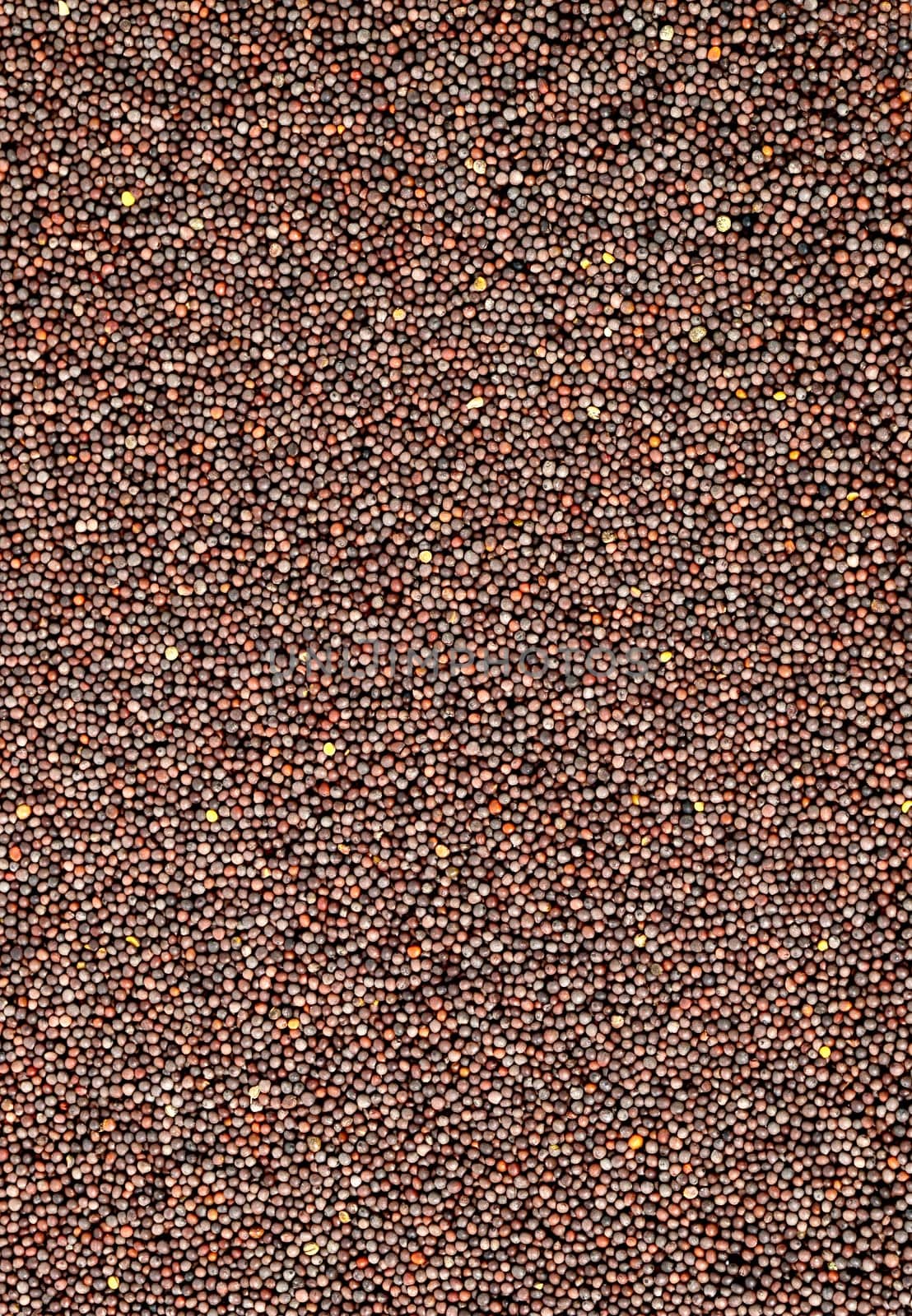 Brown Mustard Seeds on a white background