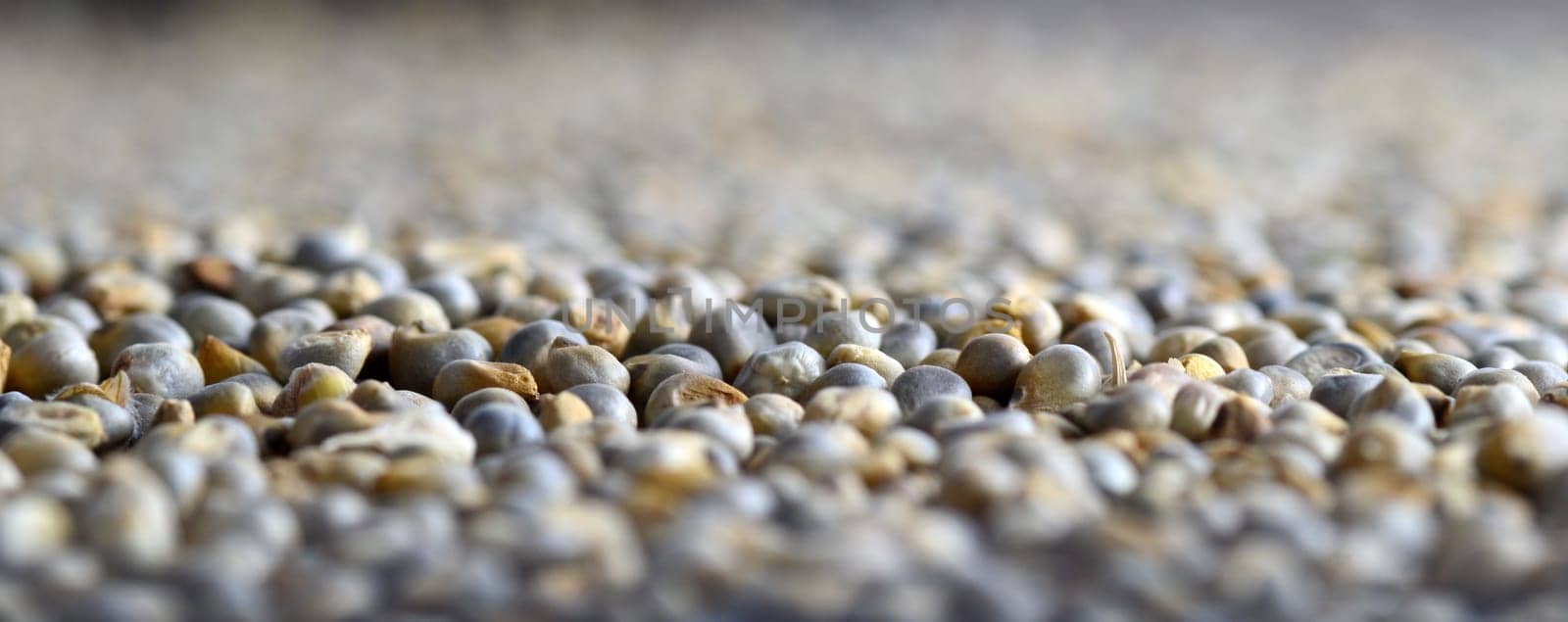 Pearl millet (Bajra) as background. Close up.