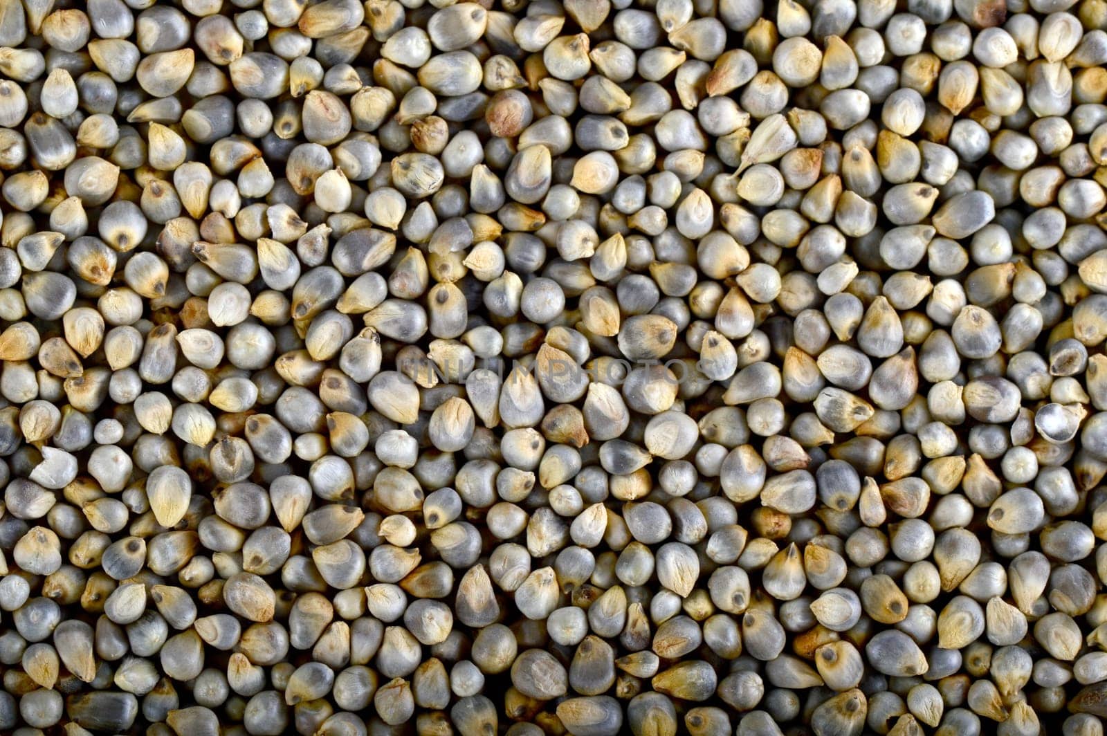 Pearl millet (Bajra) as background. Close up.