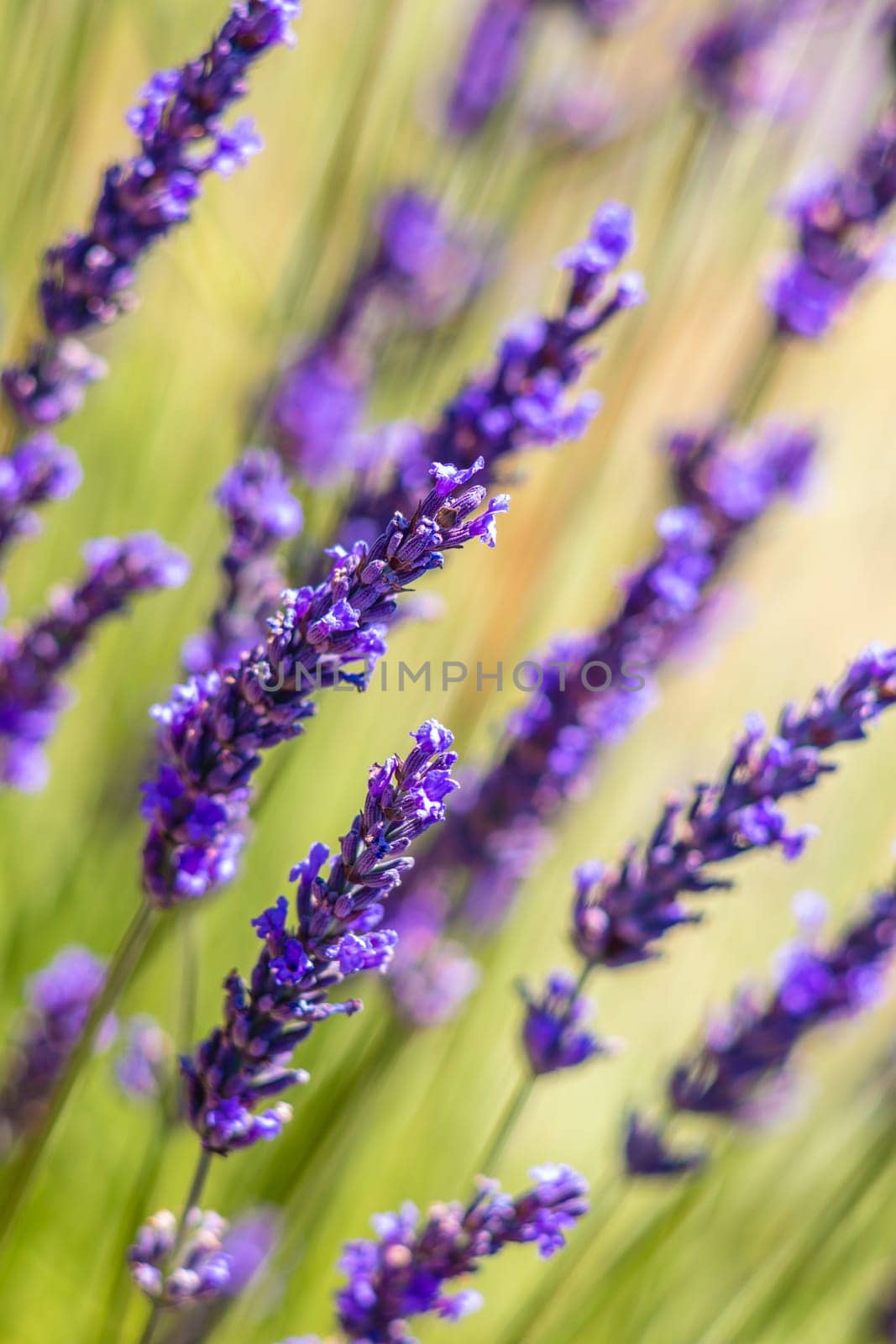 Lavender blue flowers in Provence, France