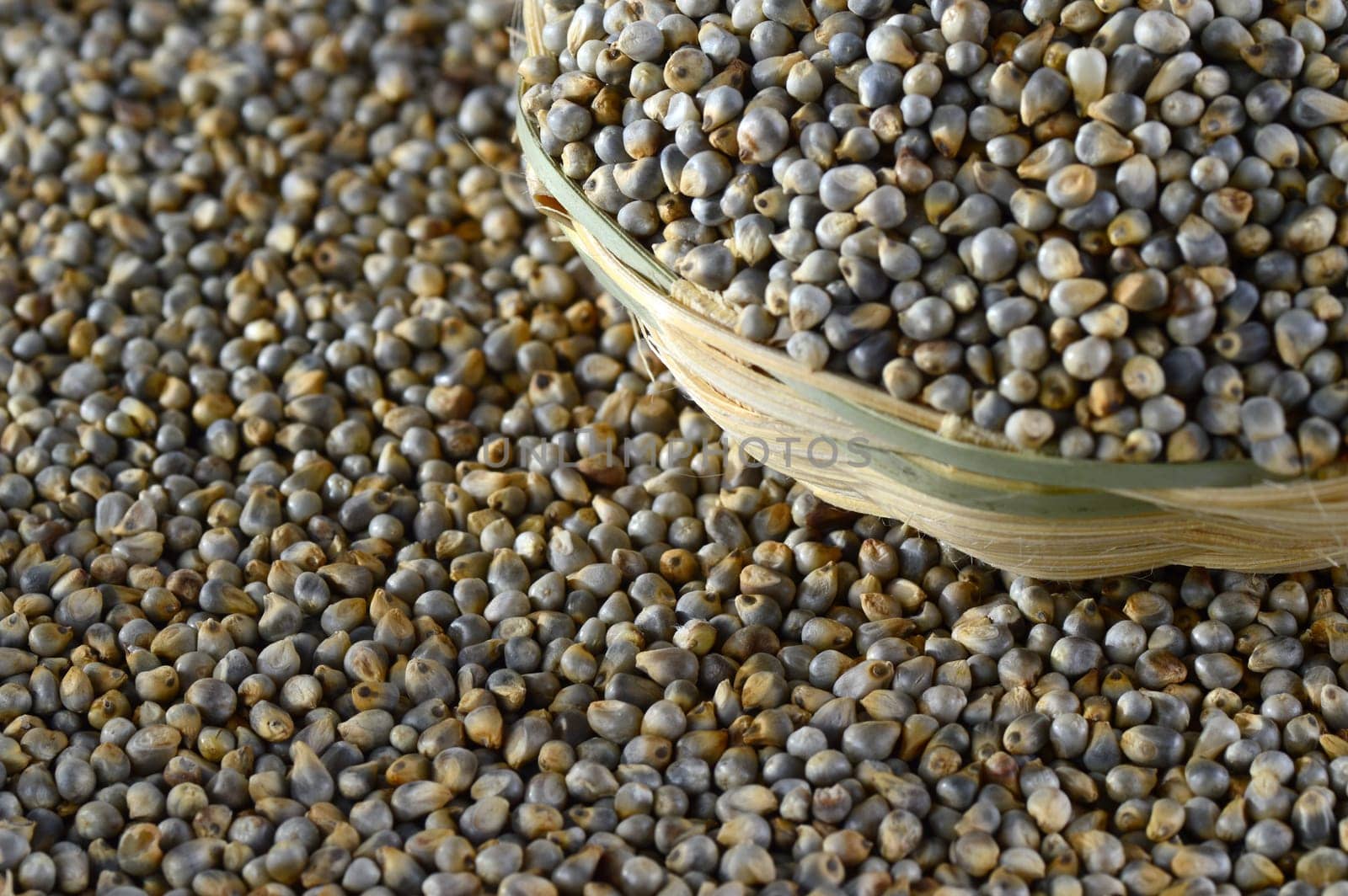 Bajra (Pearl millet) in wooden (bamboo) basket