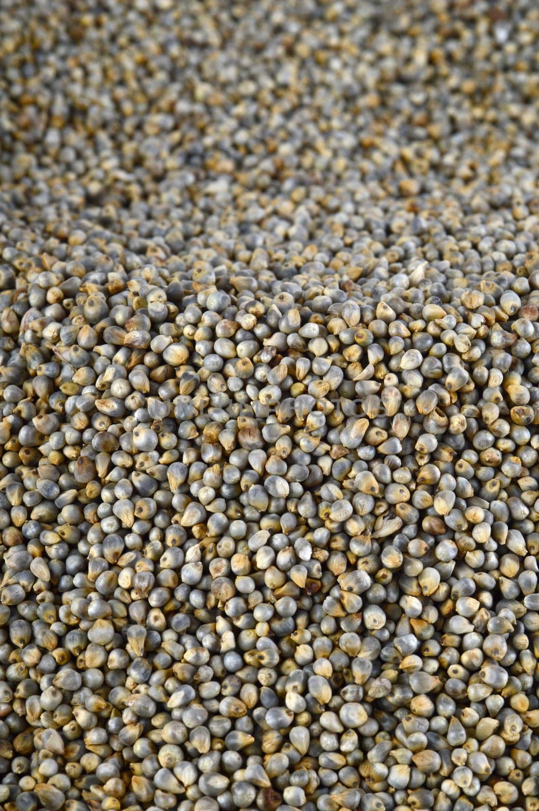 Pearl millet (Bajra) as background. Close up.