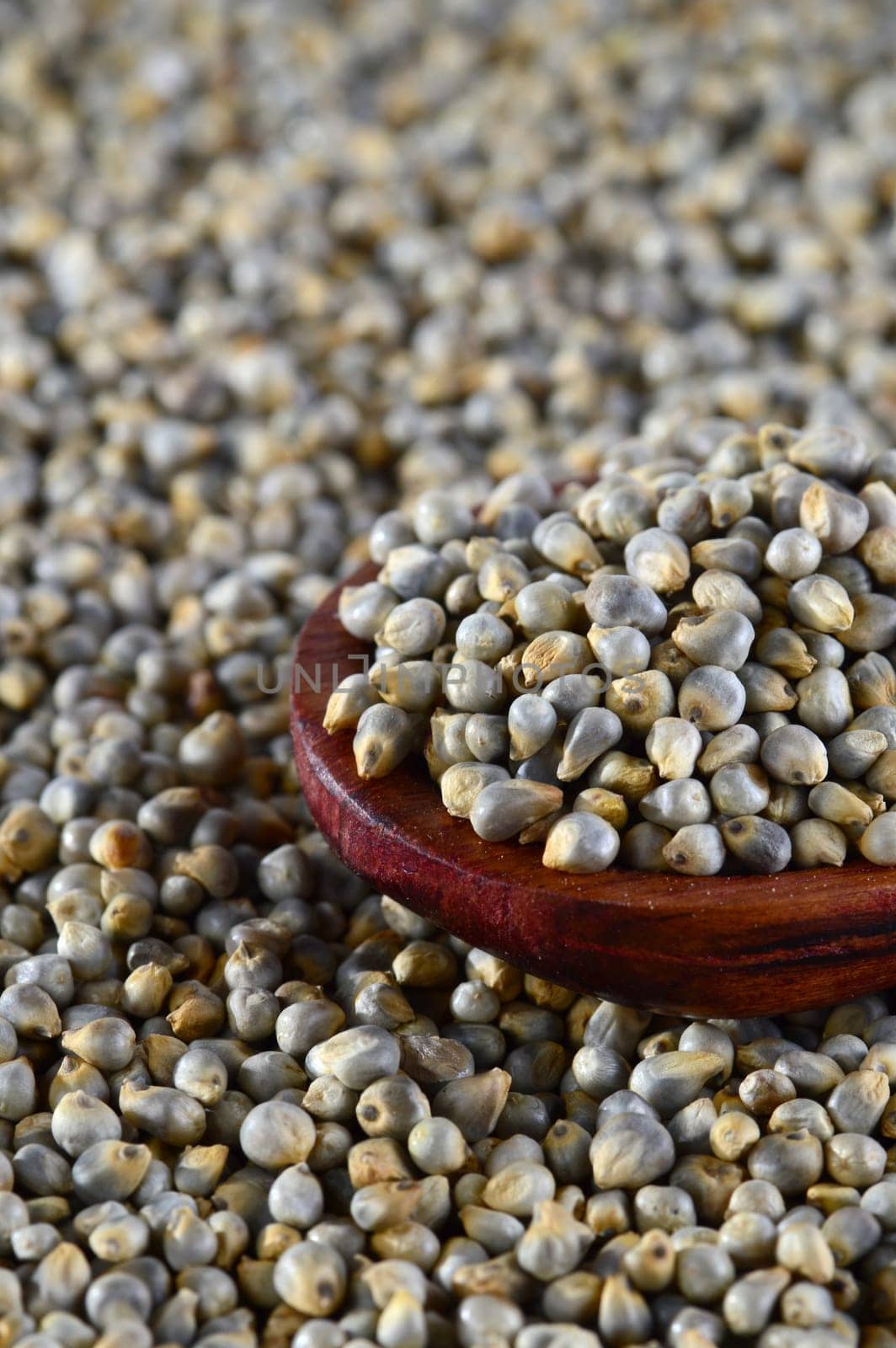 close up of Pearl Millet (Bajra) with wooden spoon.
