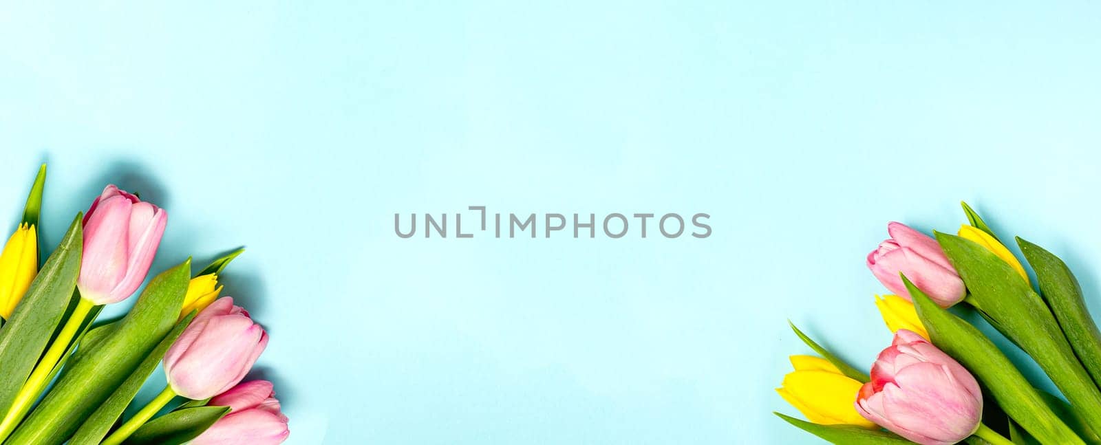 Banner with pink and yellow tulips flower on pastel blue background. View with copy space. Minimal nature love concept. Mother's day Or Valentines idea.