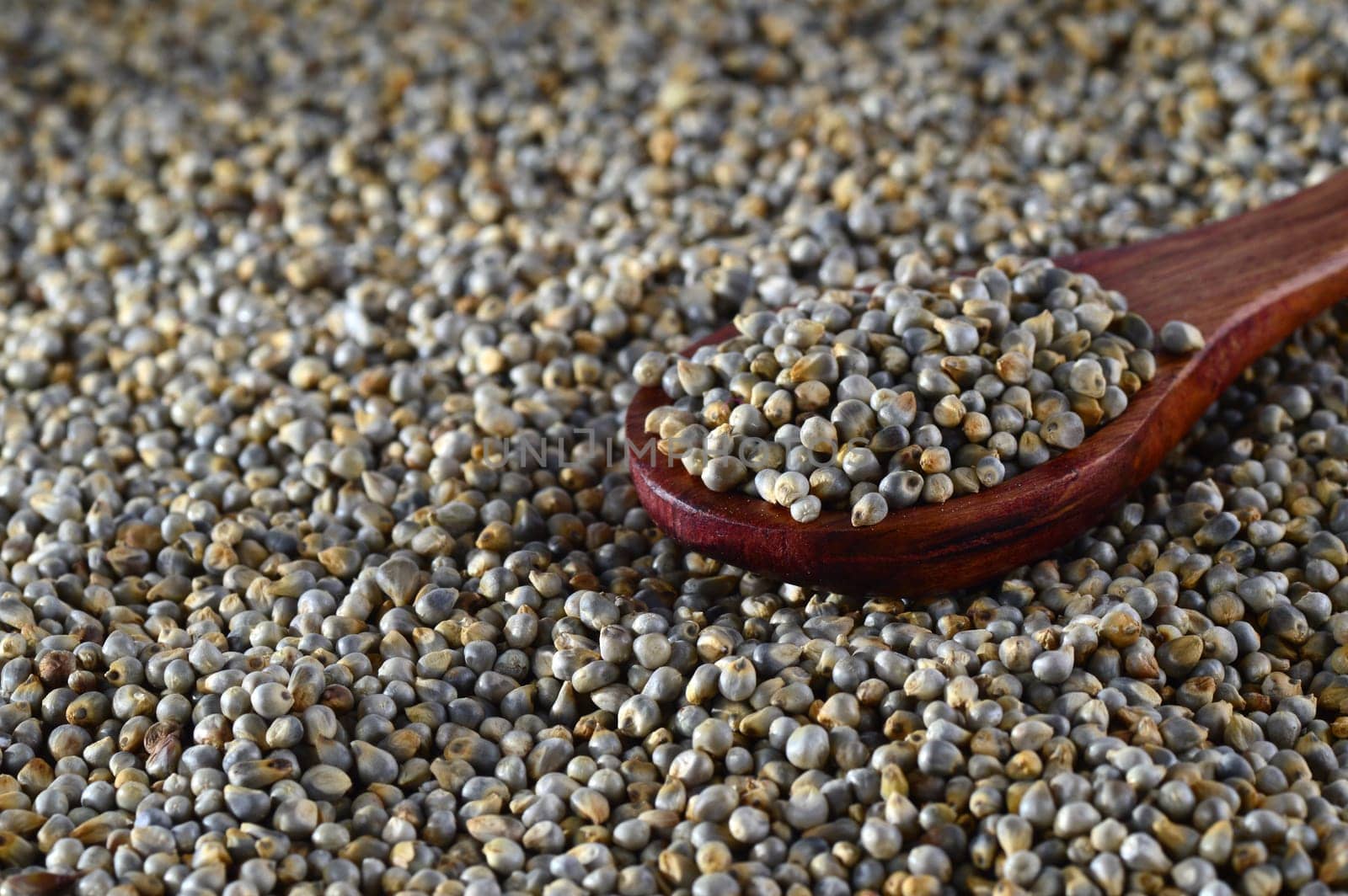 close up of Pearl Millet (Bajra) with wooden spoon.