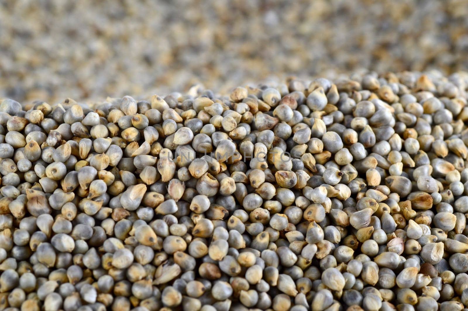 Pearl millet (Bajra) as background. Close up.