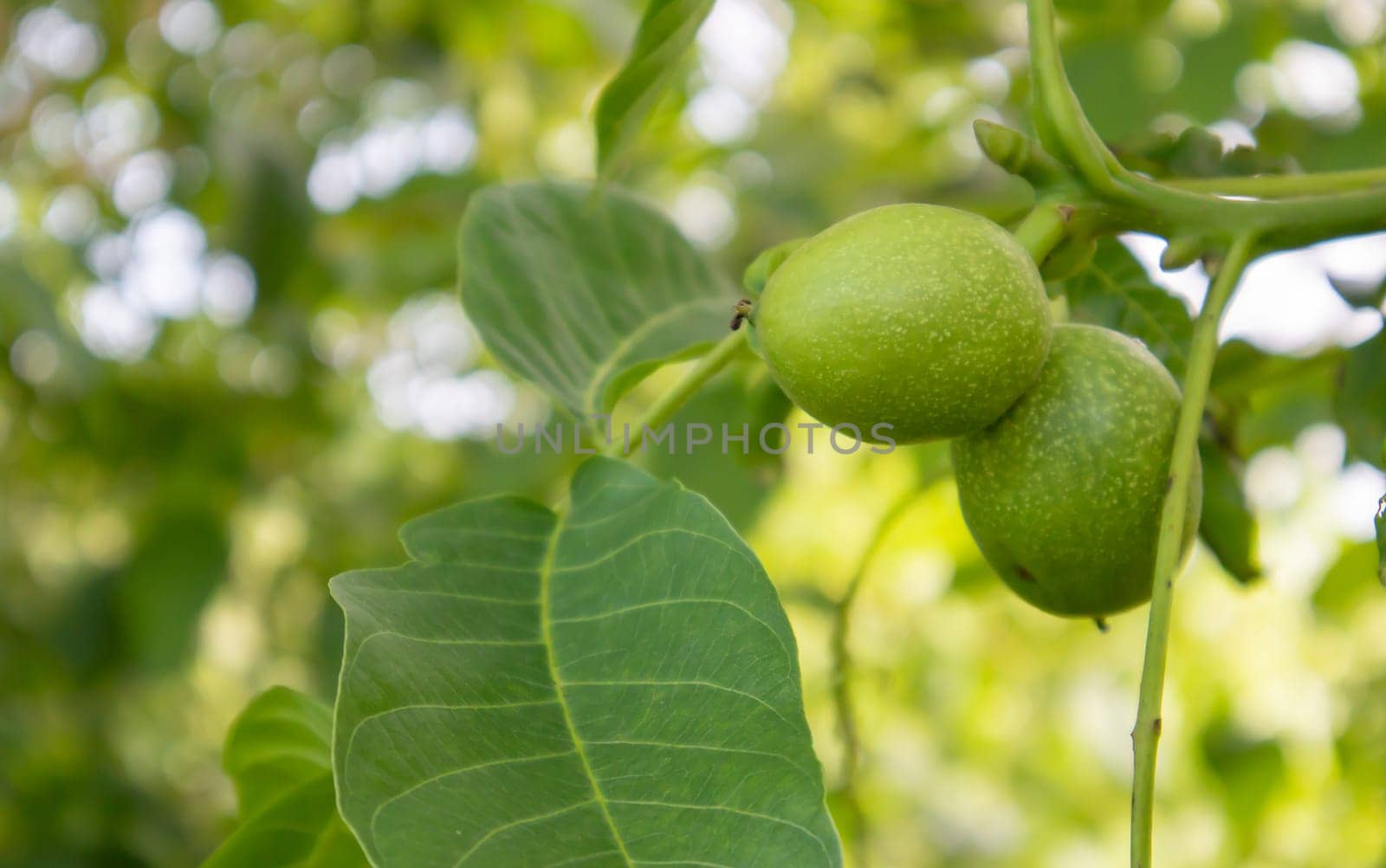 Green young walnuts on the tree. The walnut tree grows waiting to be harvested. Walnut tree close up. Green leaves background