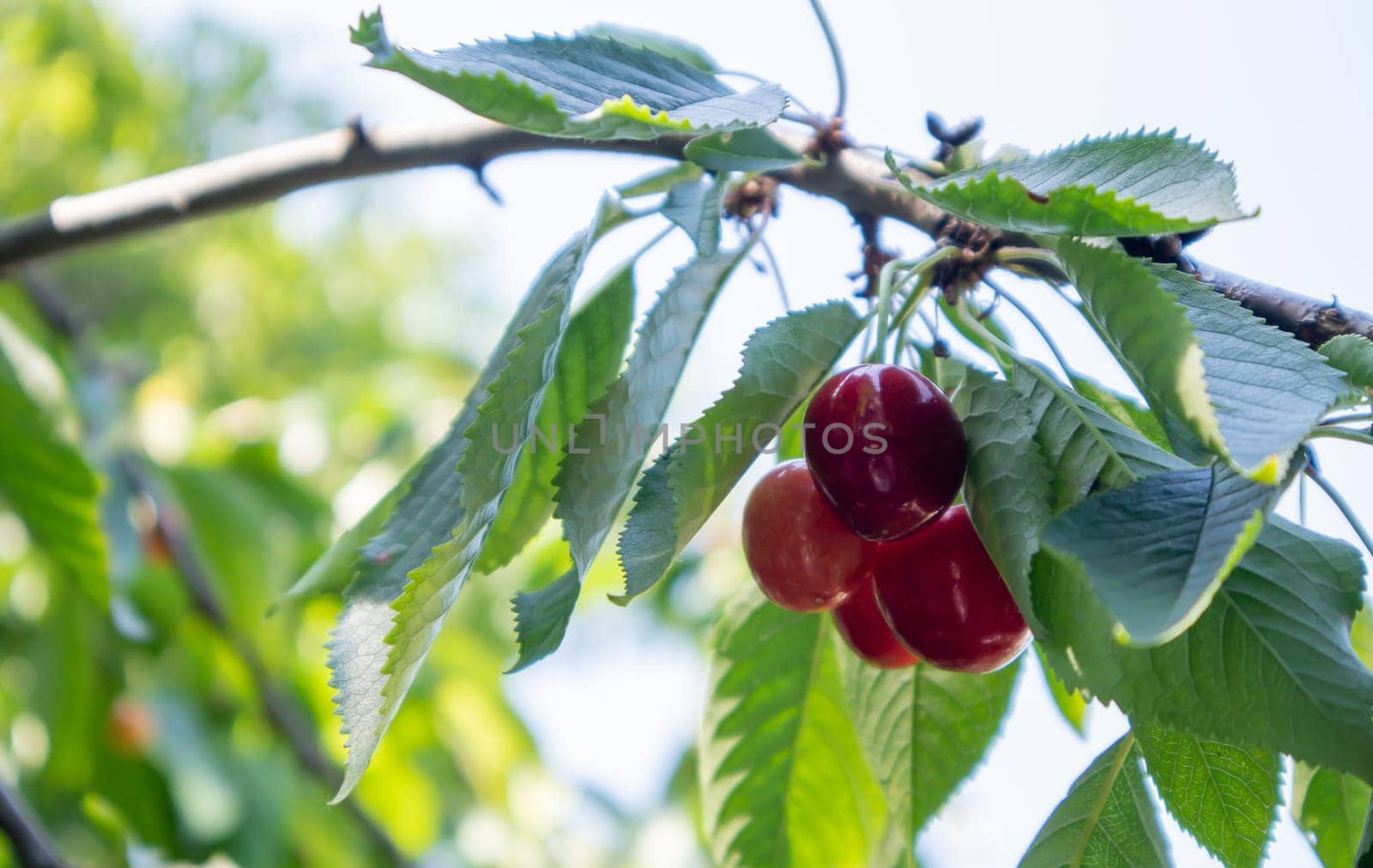 Ripe red and sweet cherry berries hanging from a tree branch before harvest in early summer. A tree with delicious and juicy dark red bird cherry fruits hanging from a tree branch