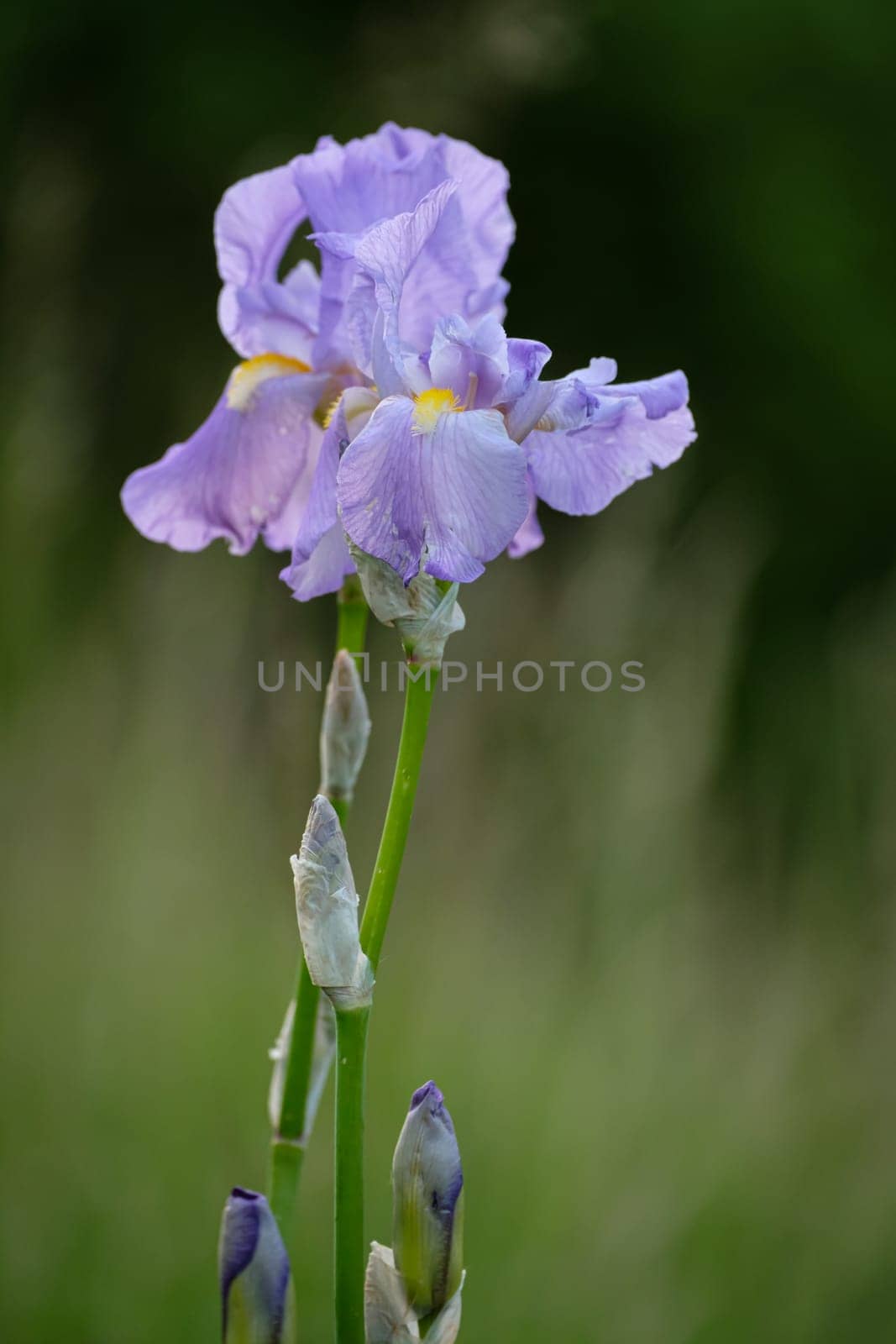 Lilac lily flower with green bokeh close-up