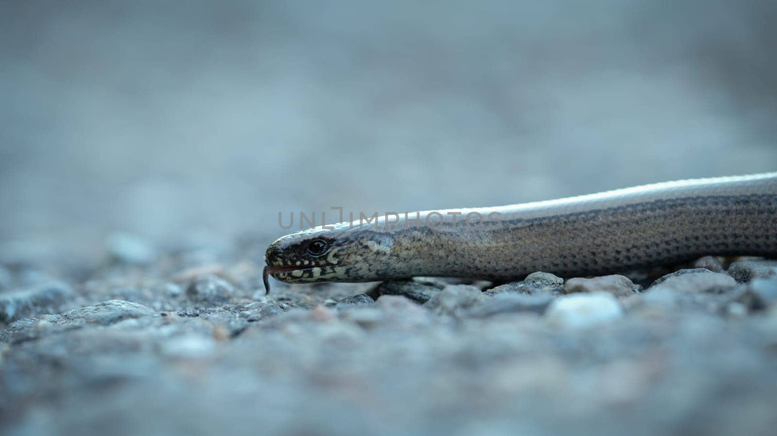 Blindworm (Anguis fragils) reptile close-up with tongue