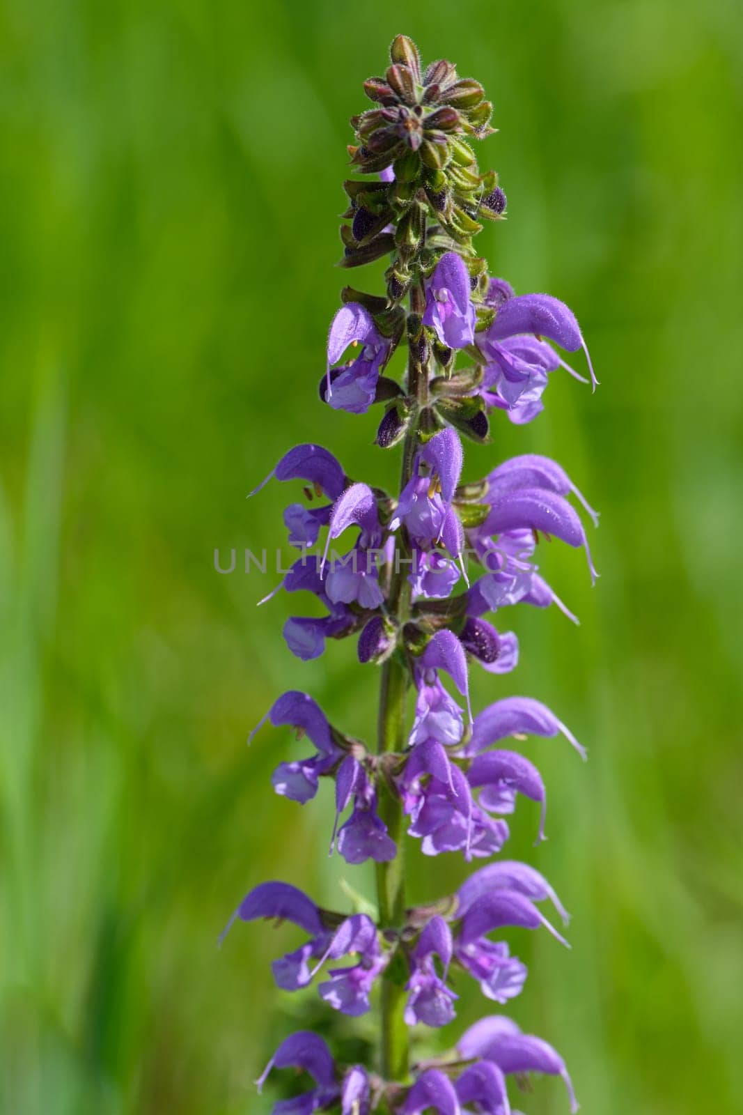 Violet flower of meadow sage (Salvia pratensis) close-up
