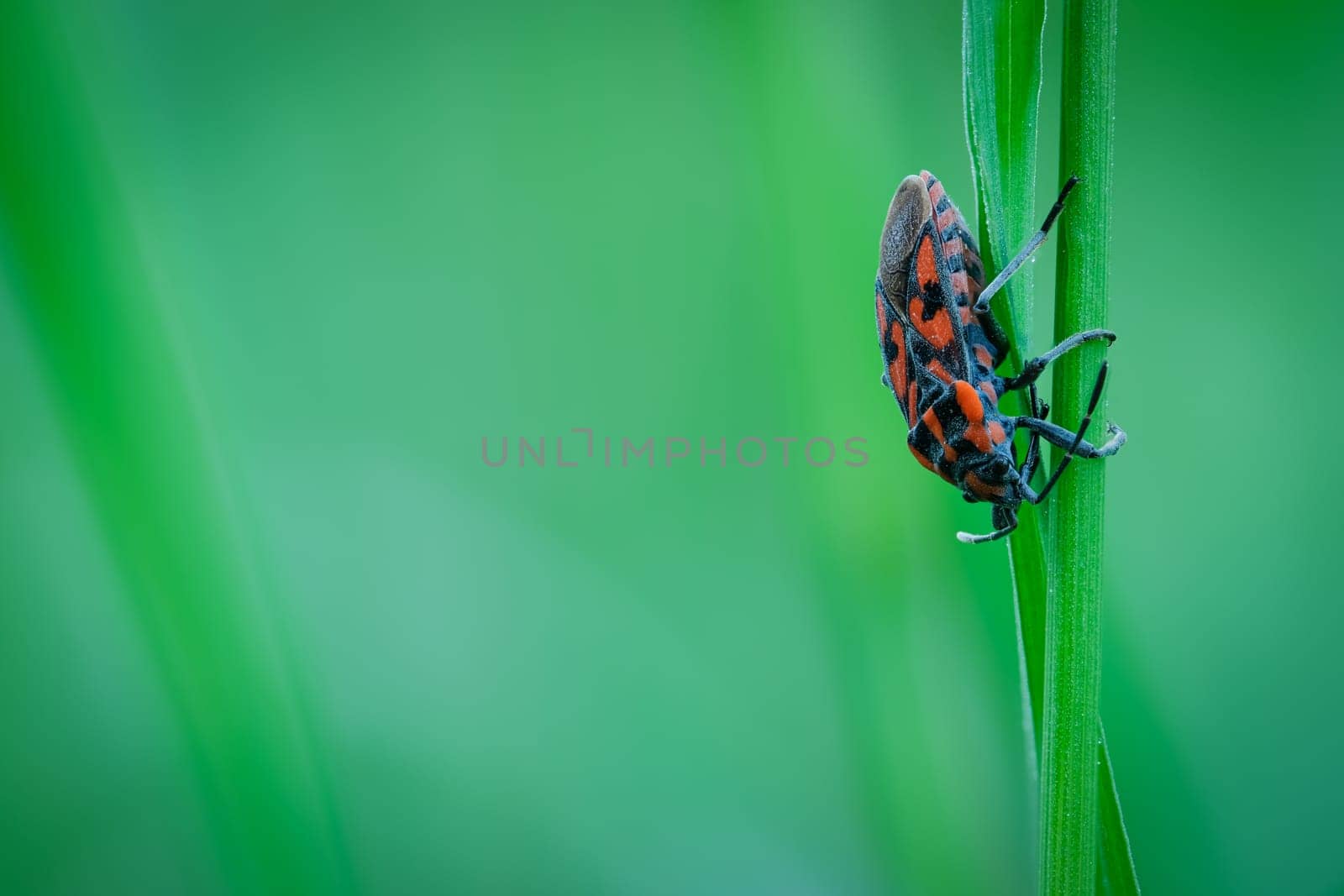 Red bug (Spilostethus saxatilis) on green plant close-up