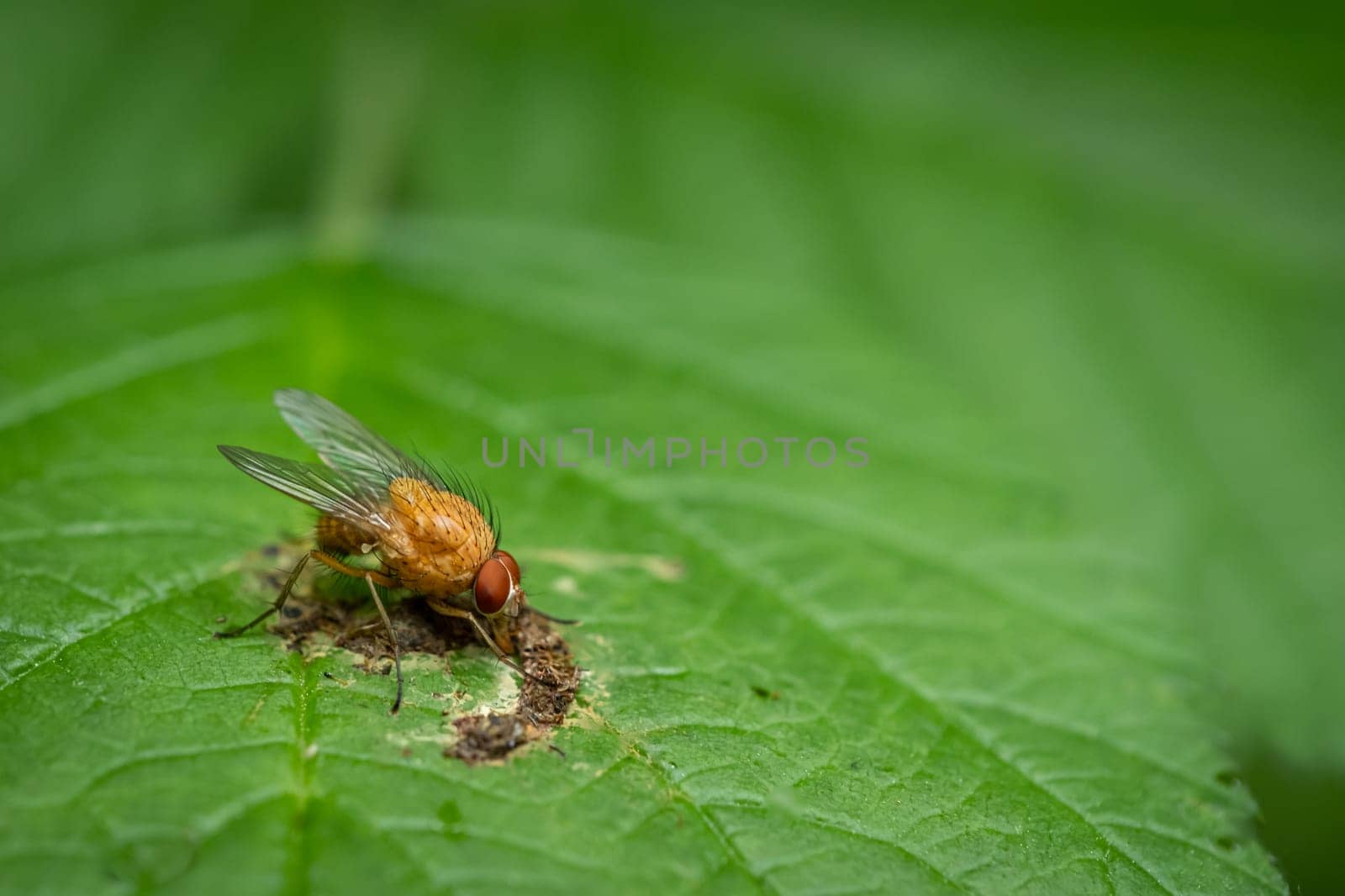 Golden dung fly (Scathophaga stercoraria) on green leaf close-up
