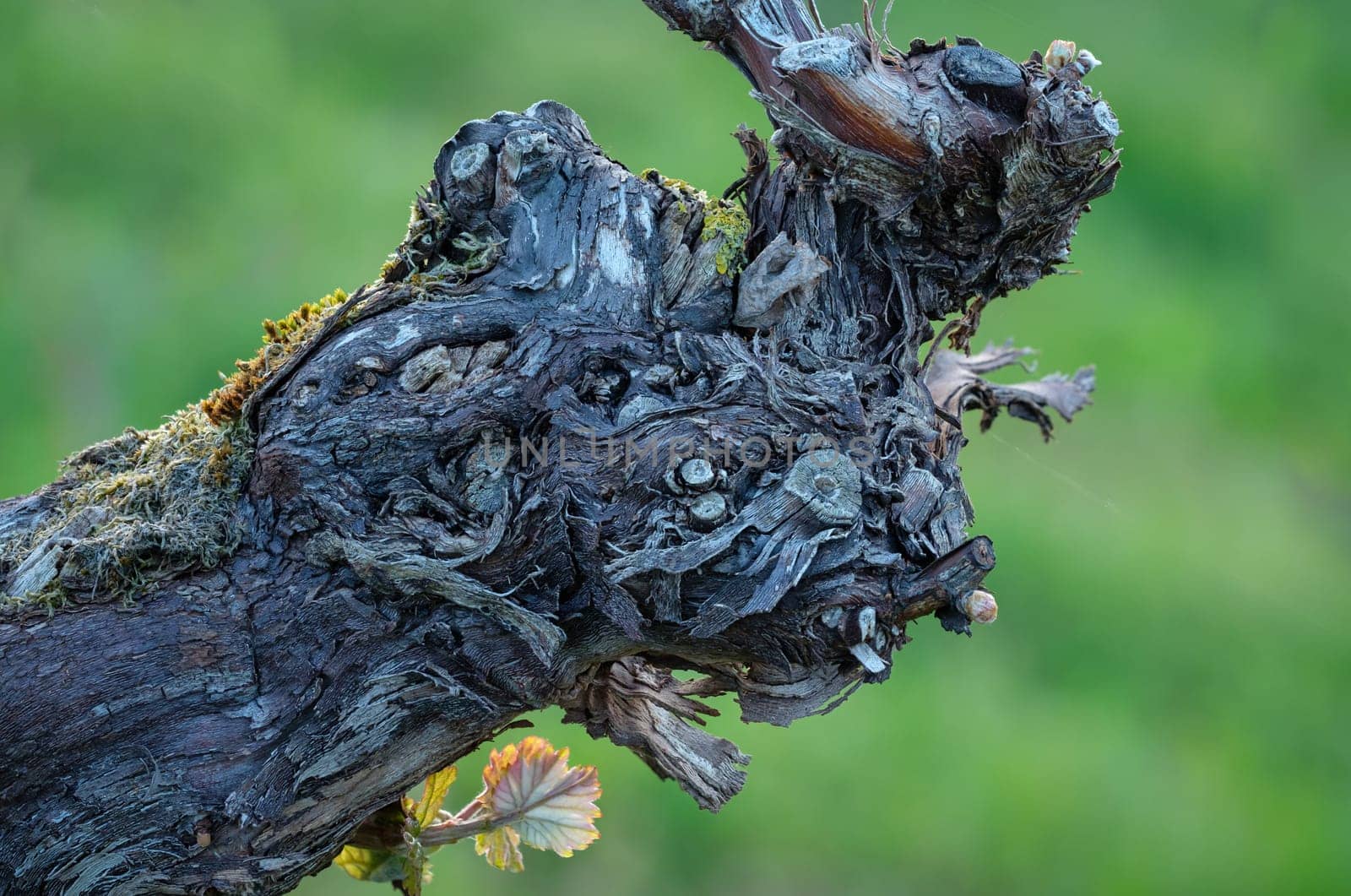 Old gnarled vine bark with new leaves close-up and green background