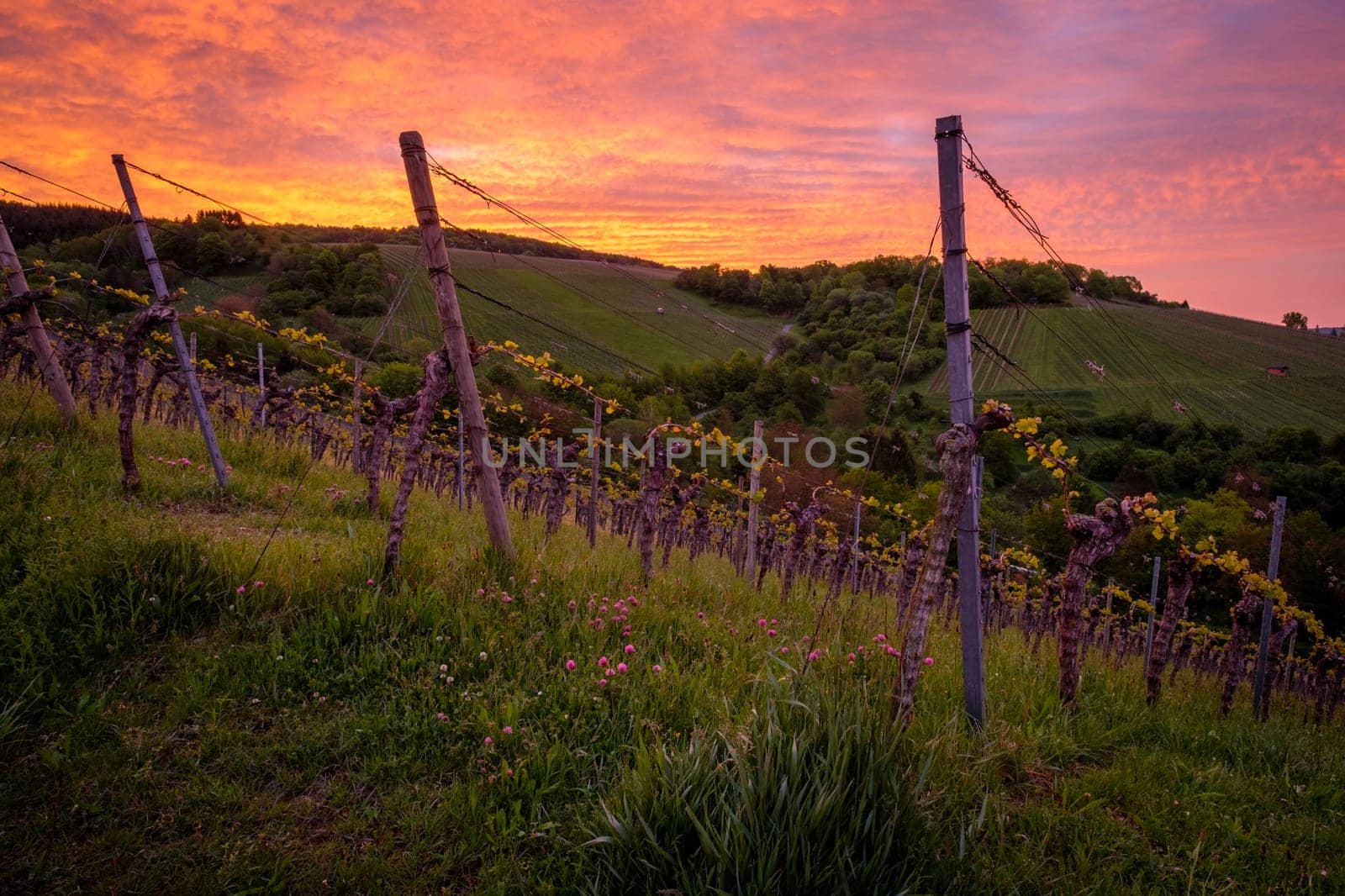 Vines in a vineyard with orange violet clouds in dawn sky scene