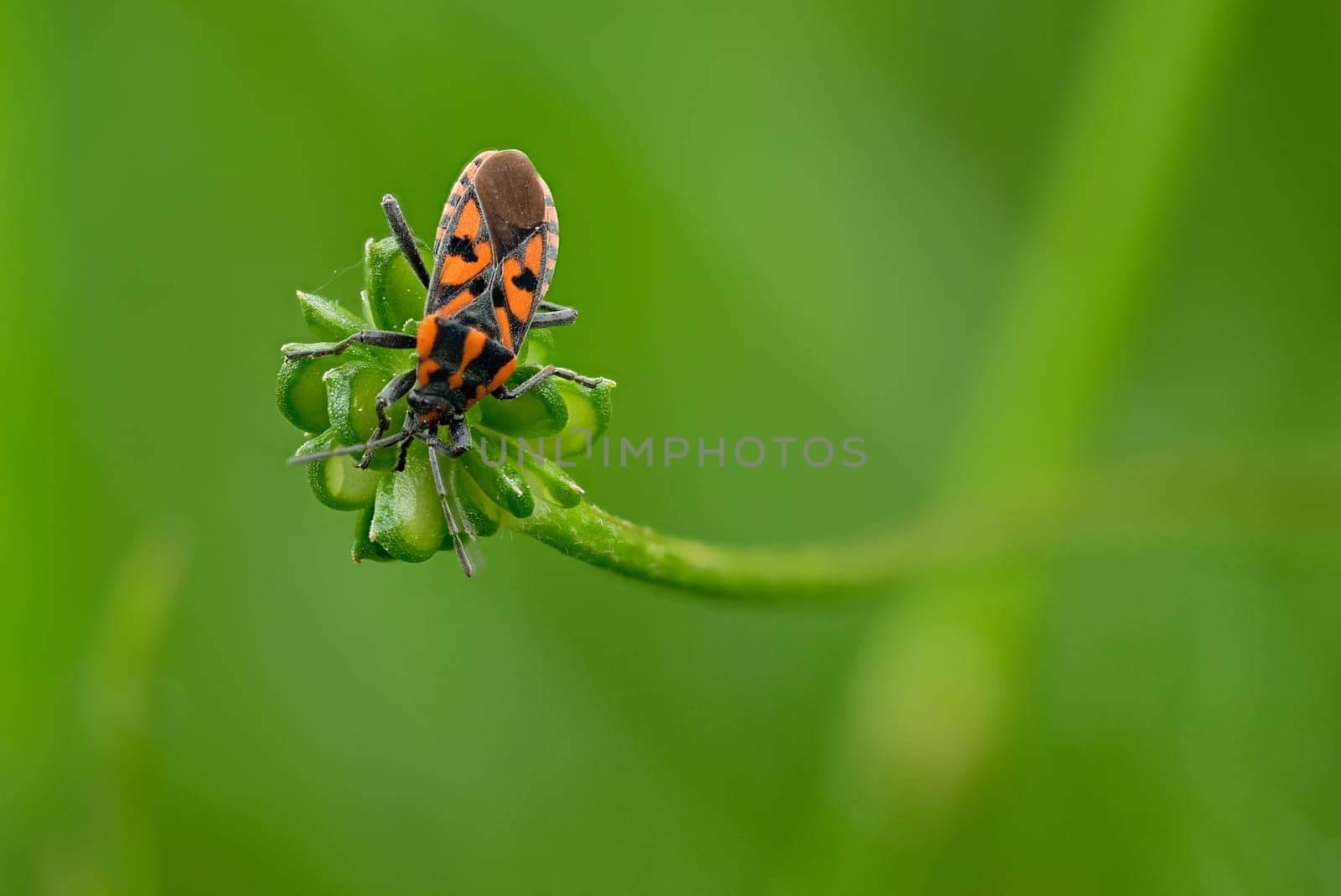 Red bug insect at a green plant close-up focus stacking