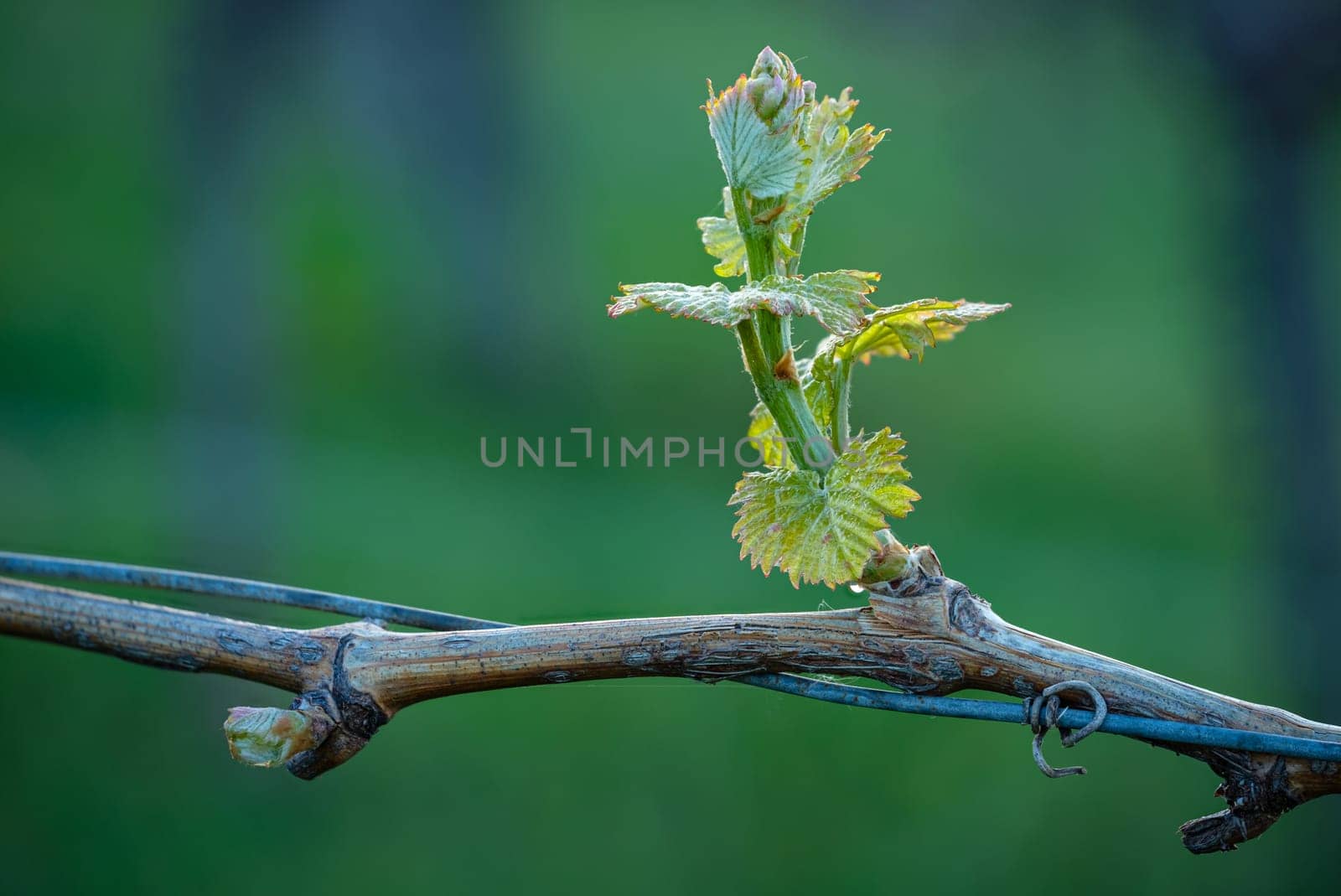 Green budding at a vine in springtime close-up vineyard