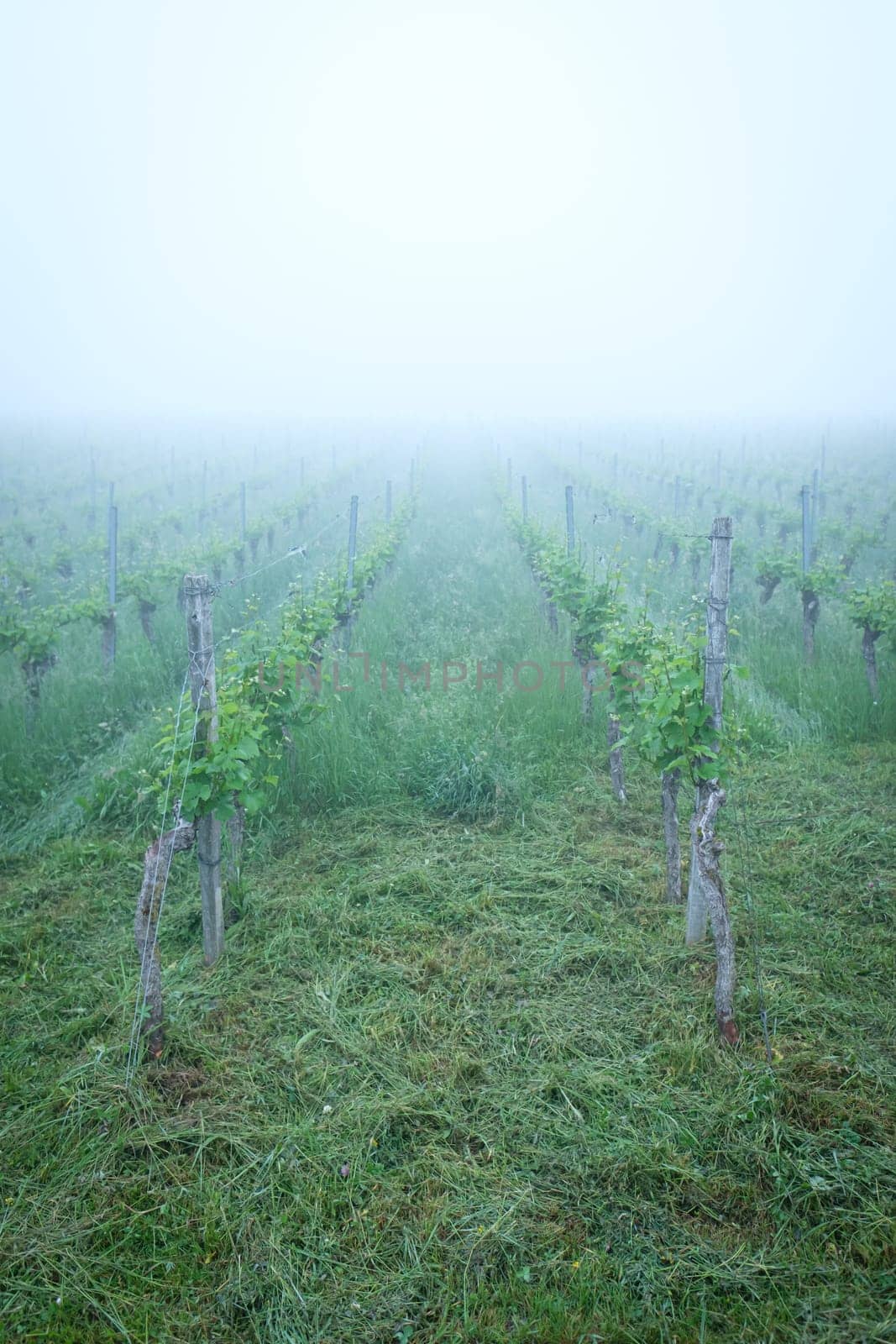 Fog in a vineyard scenery in vertical format