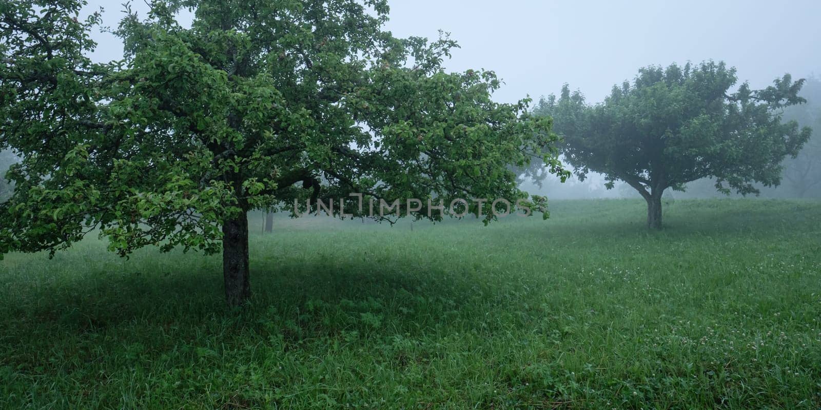 Orchard with apple trees in fog scene