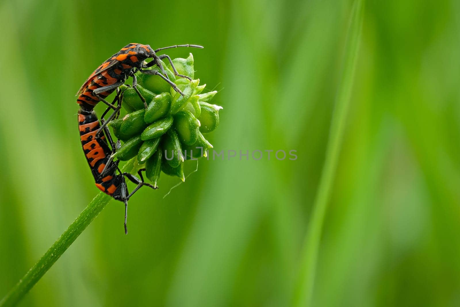Red bug copulation on a green plant close-up