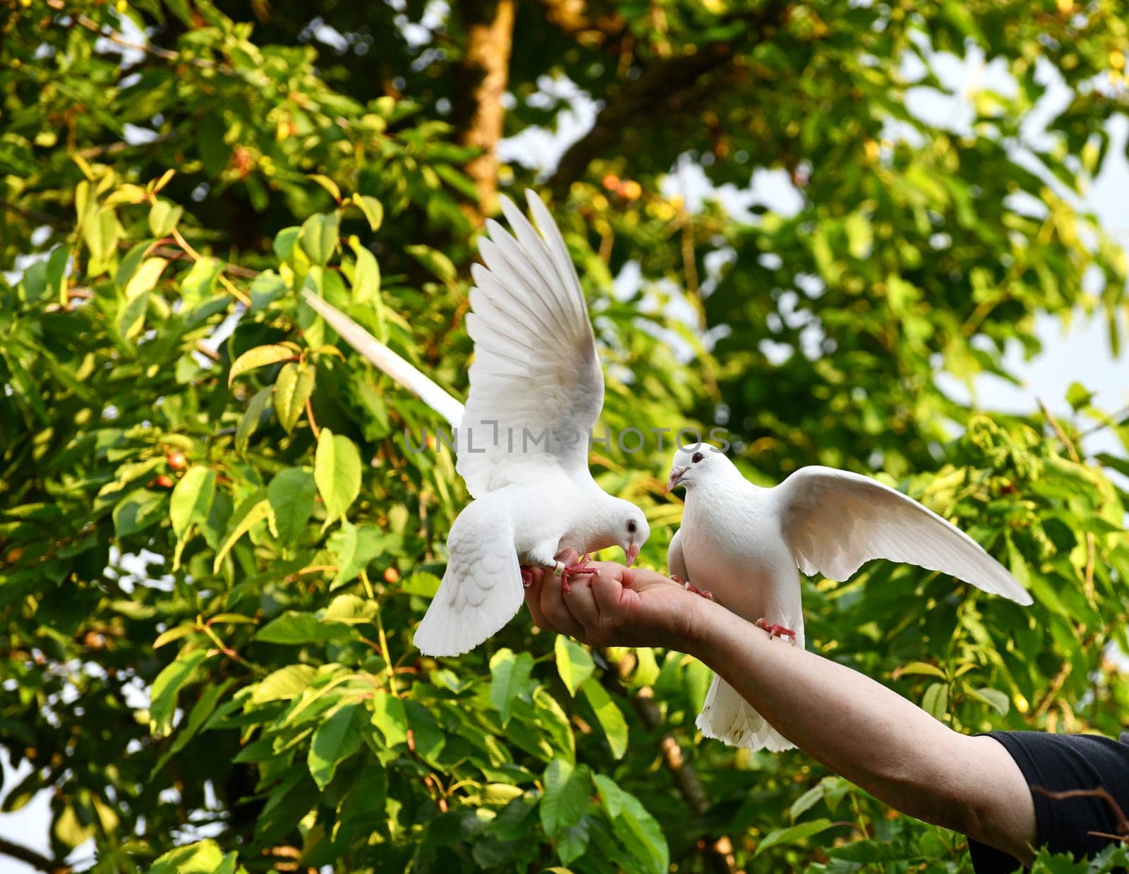 white pigeon on hand