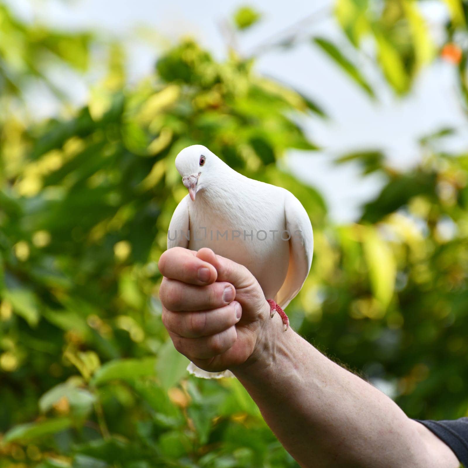 white pigeon on hand