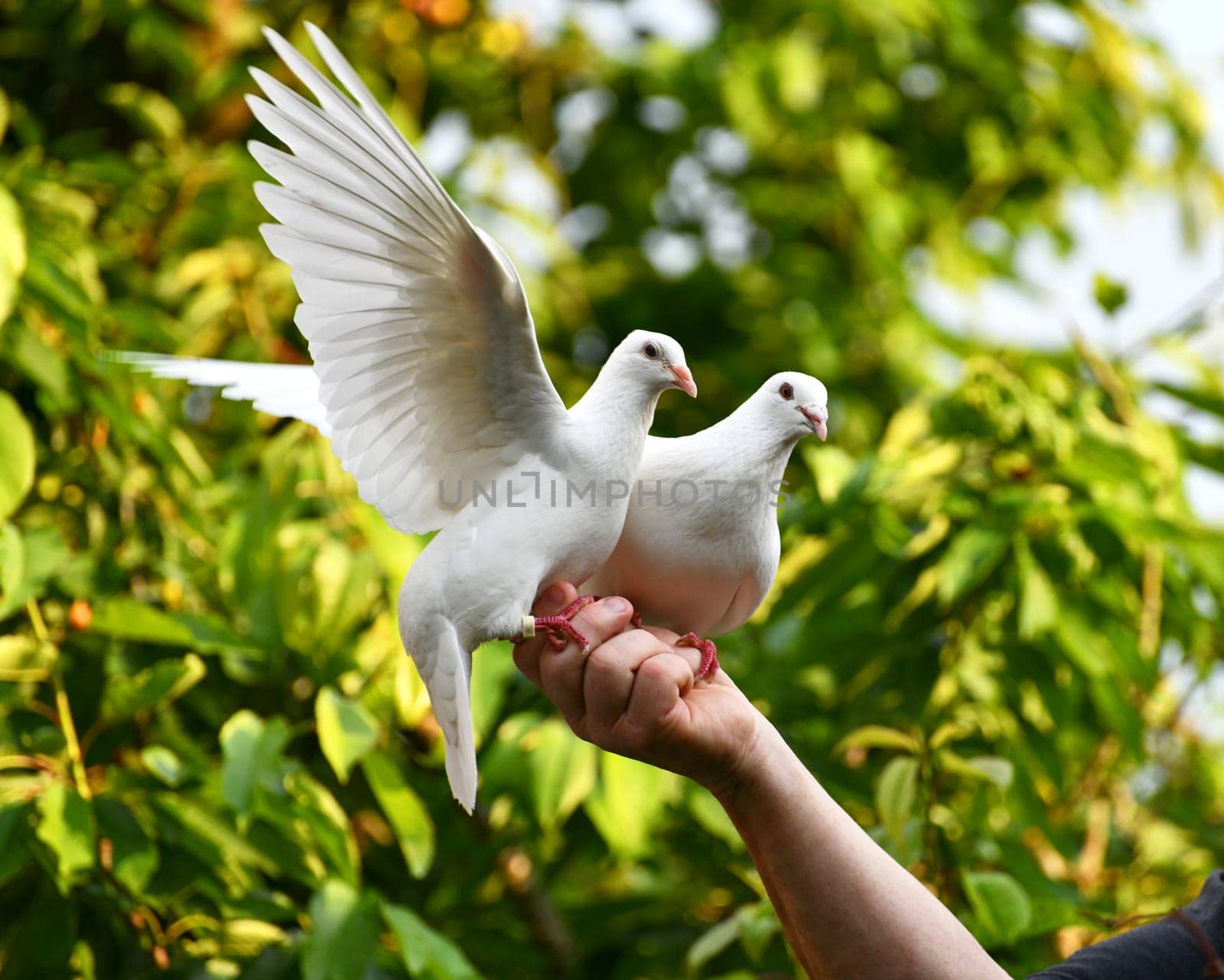 white pigeon on hand
