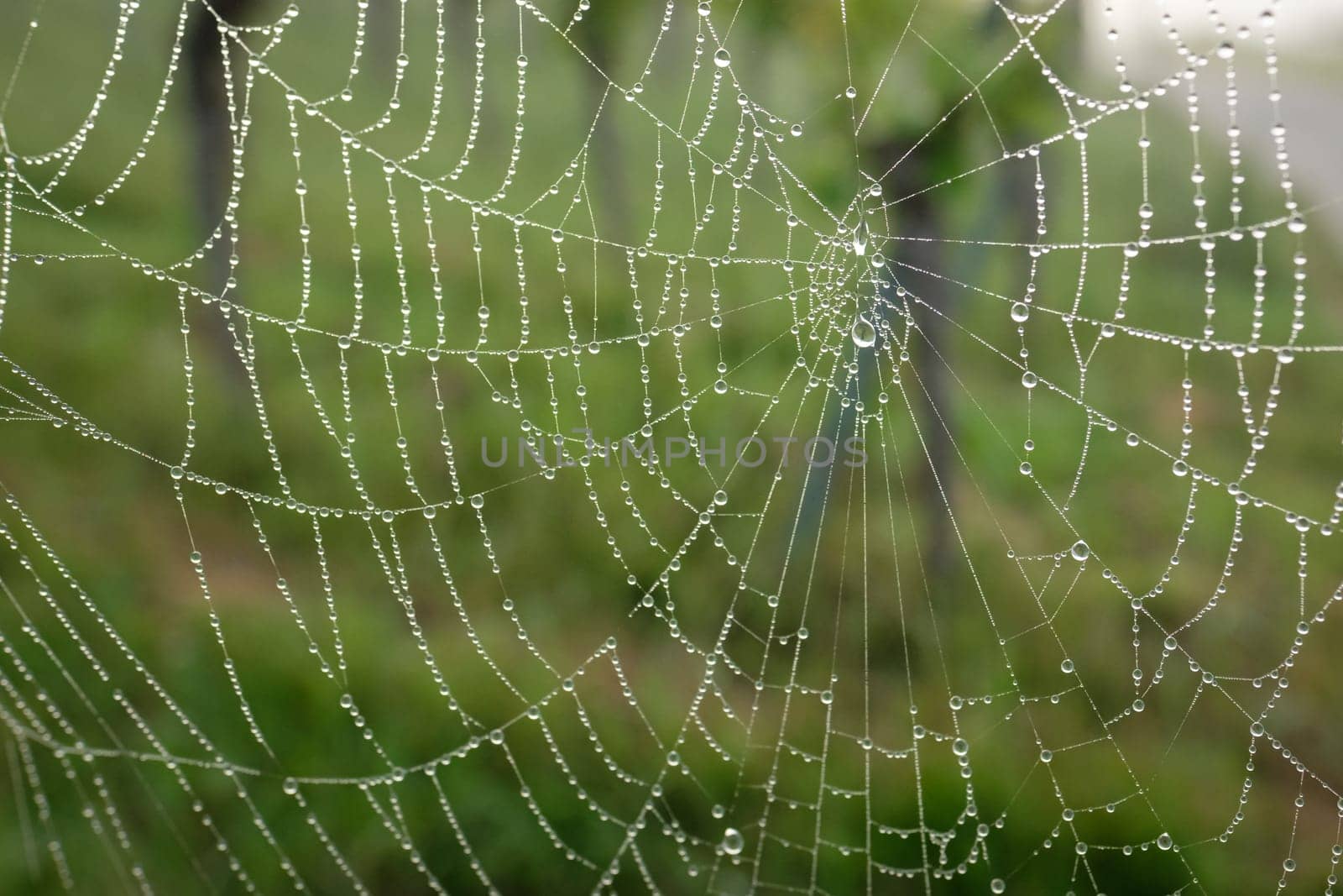 Spiderweb with dew water drops in green close-up