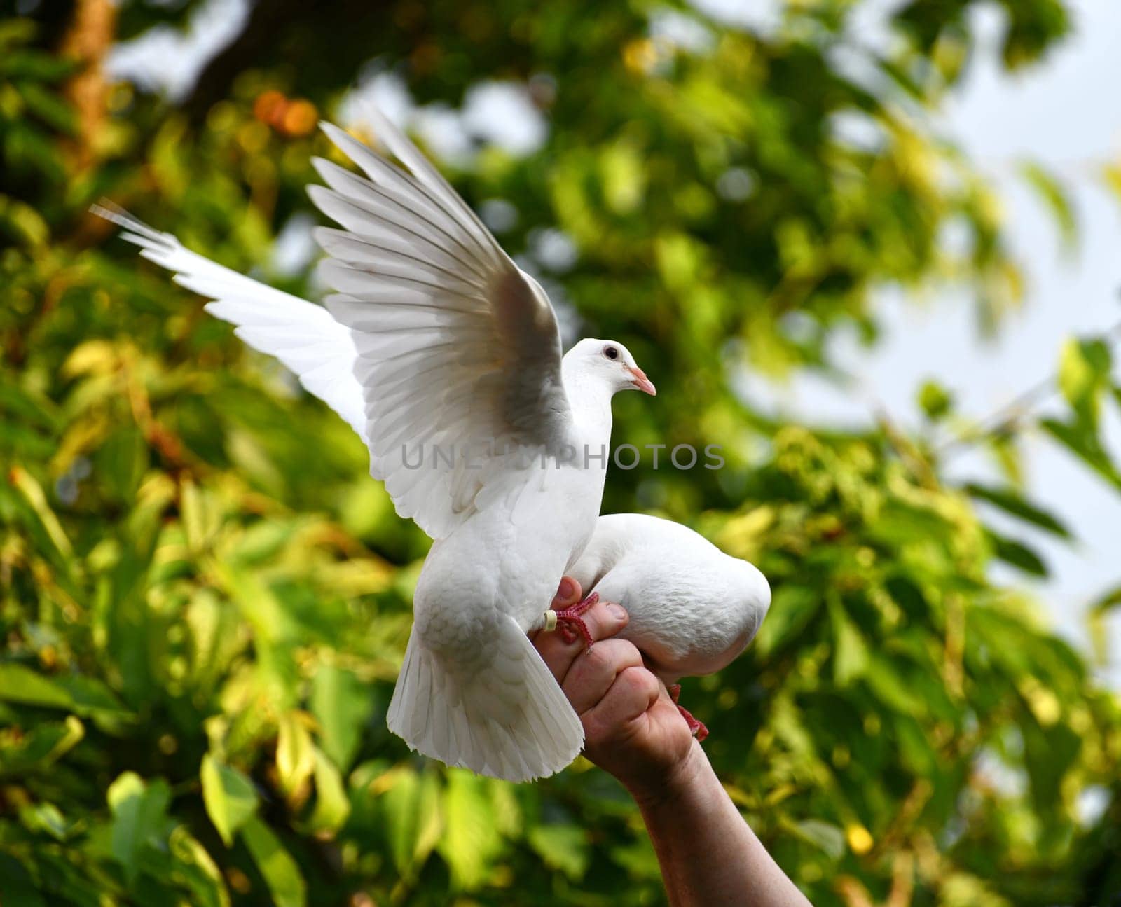 white pigeon on hand