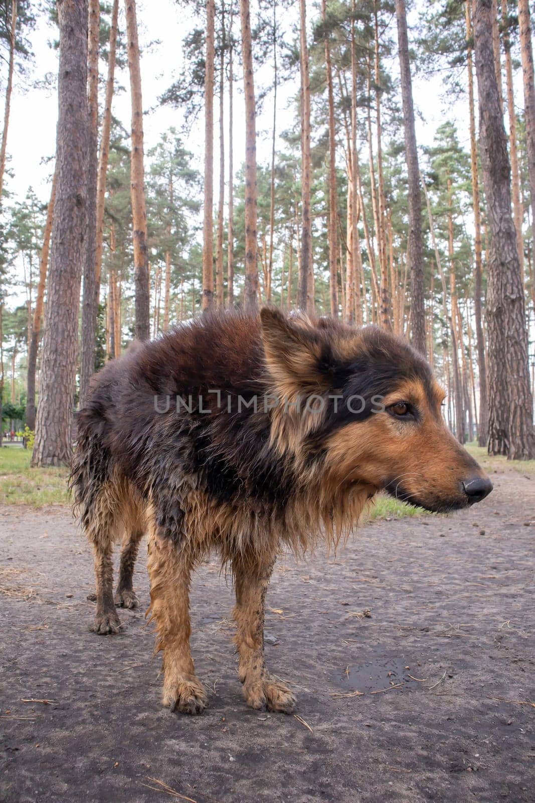 A cute homeless dog with cute eyes in a summer park. Adoption concept. Sad homeless dog posing in the park