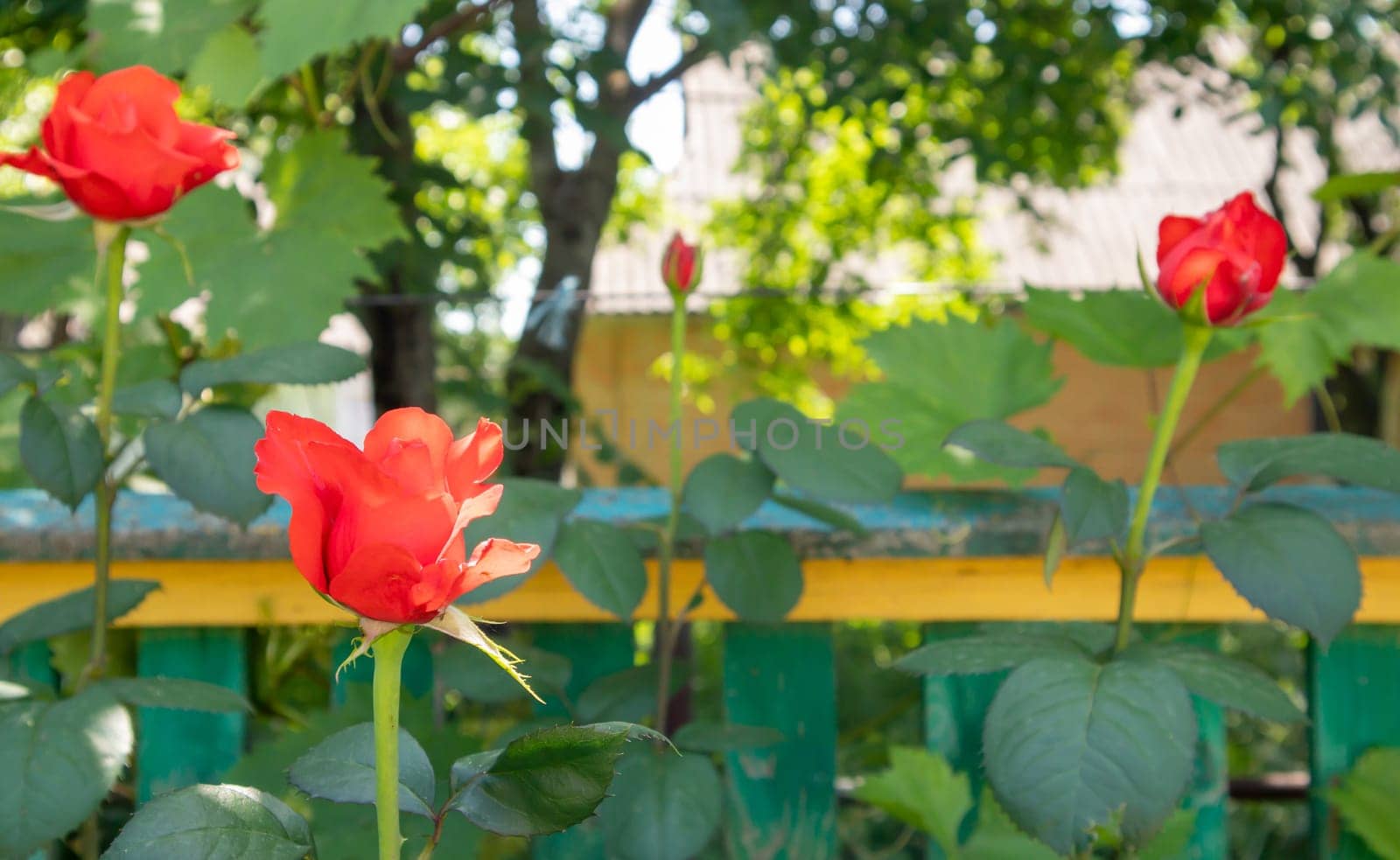 Beautiful, colorful, delicate blooming roses in a red garden. Selective focus. Close-up