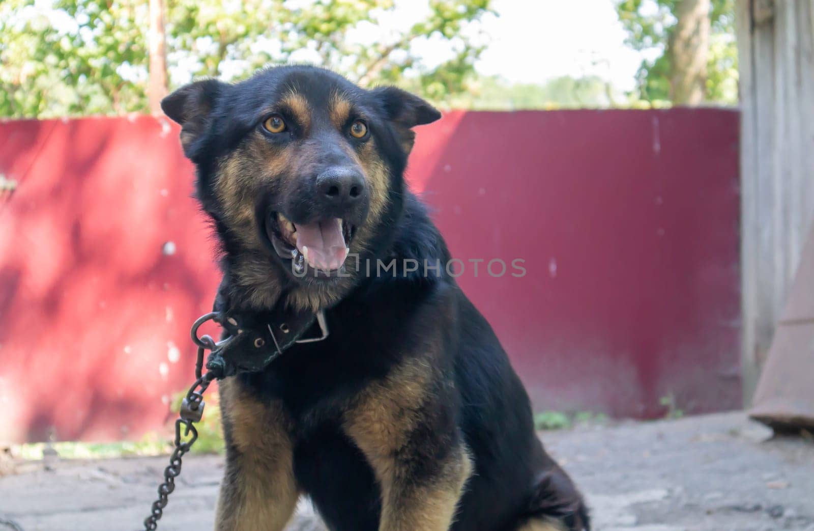 A kind purebred dog on a chain in the yard in the village. A domestic guard animal on the street in summer guards the house on a leash. Chained dog in the backyard