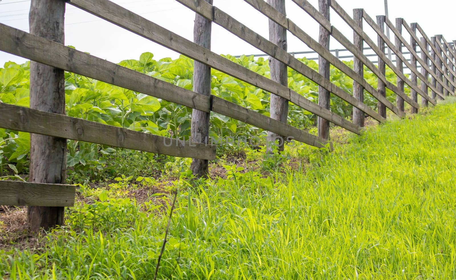 Authentic wooden fence in the village. Handmade wooden fence made of boards. Old fence, rural landscape. Well-trodden path along the fence in the field
