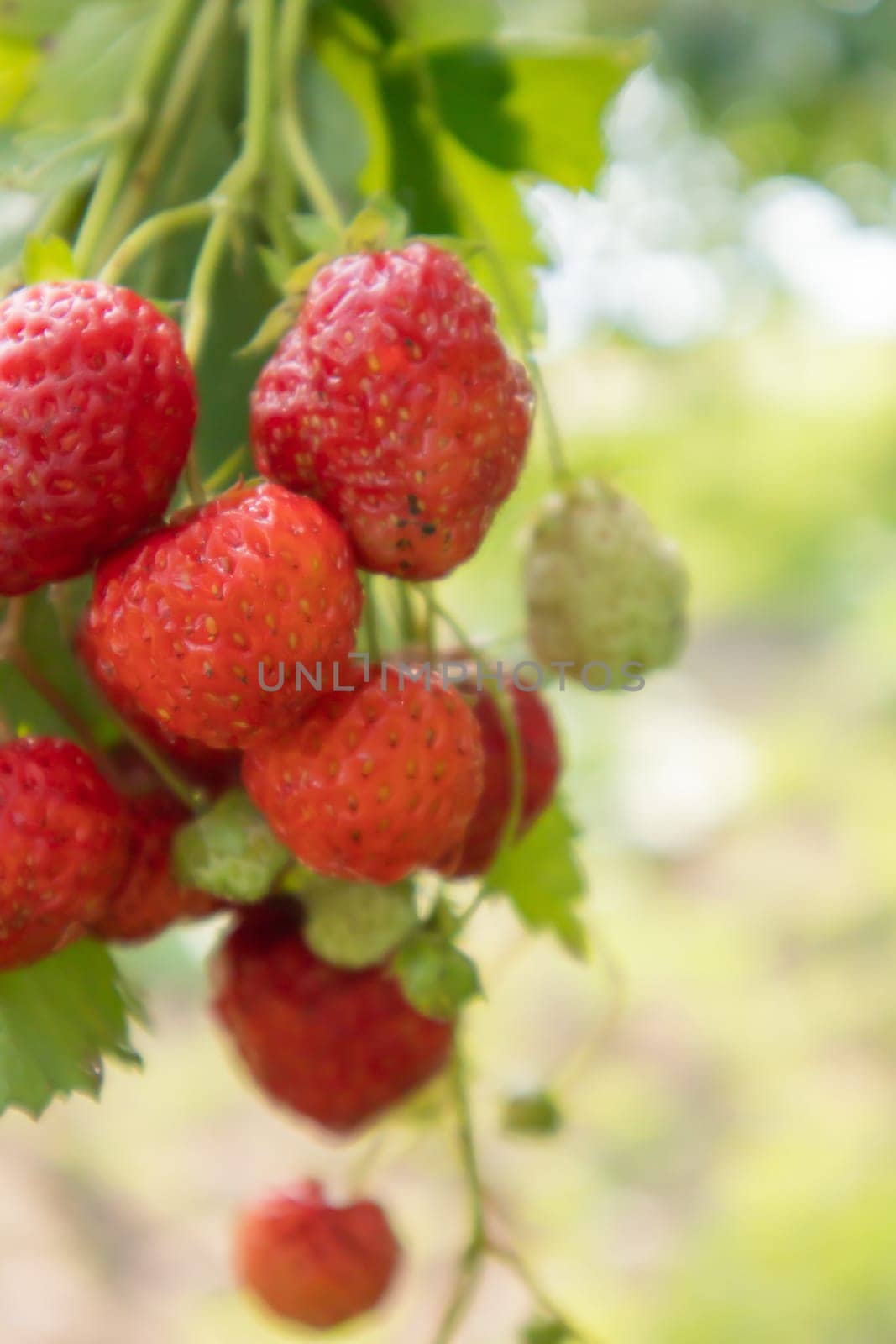 Summer ripe fresh juicy strawberries with leaves in the garden. Copy space. Strawberry field on a fruit farm. Fresh ripe organic strawberries on a berry plantation