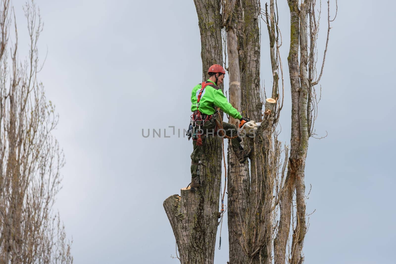 Anapa, Russia - April 24, 2021: A professional high-altitude tree saw cut down a dry tree