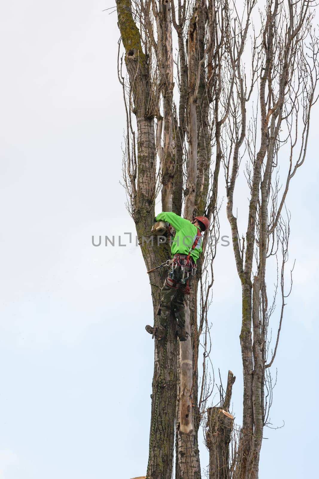 Anapa, Russia - April 24, 2021: A man working at a height cuts down dry branches of a poplar