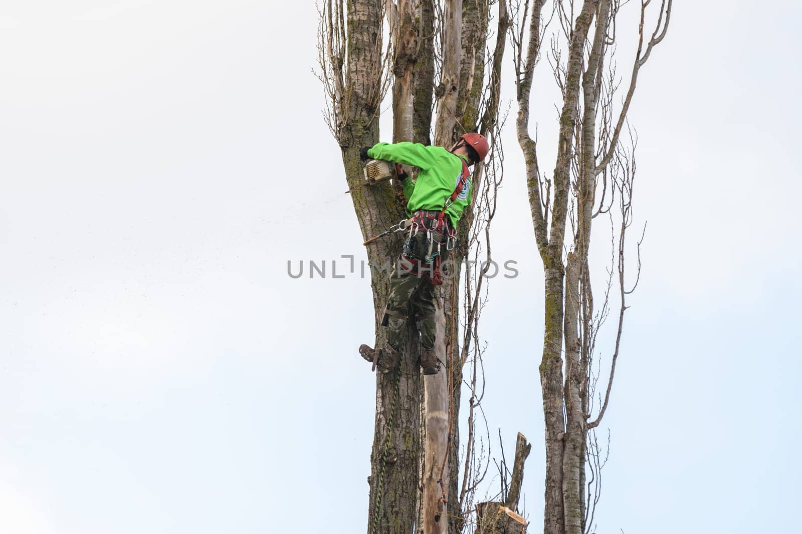 Anapa, Russia - April 24, 2021: A professional high-rise tree sawer cuts dry poplar branches
