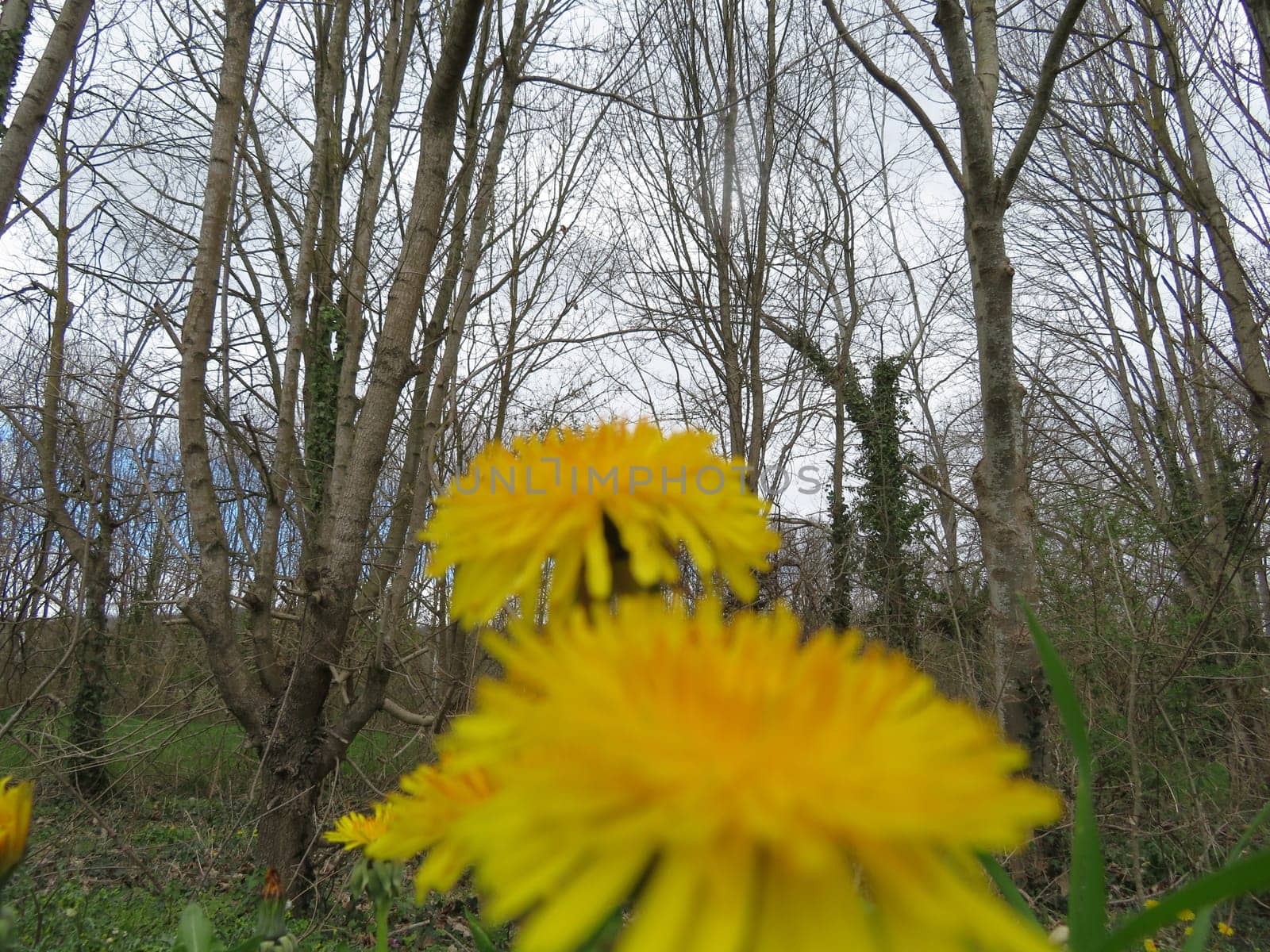 beautiful flowers of natural colors spring pollen aroma