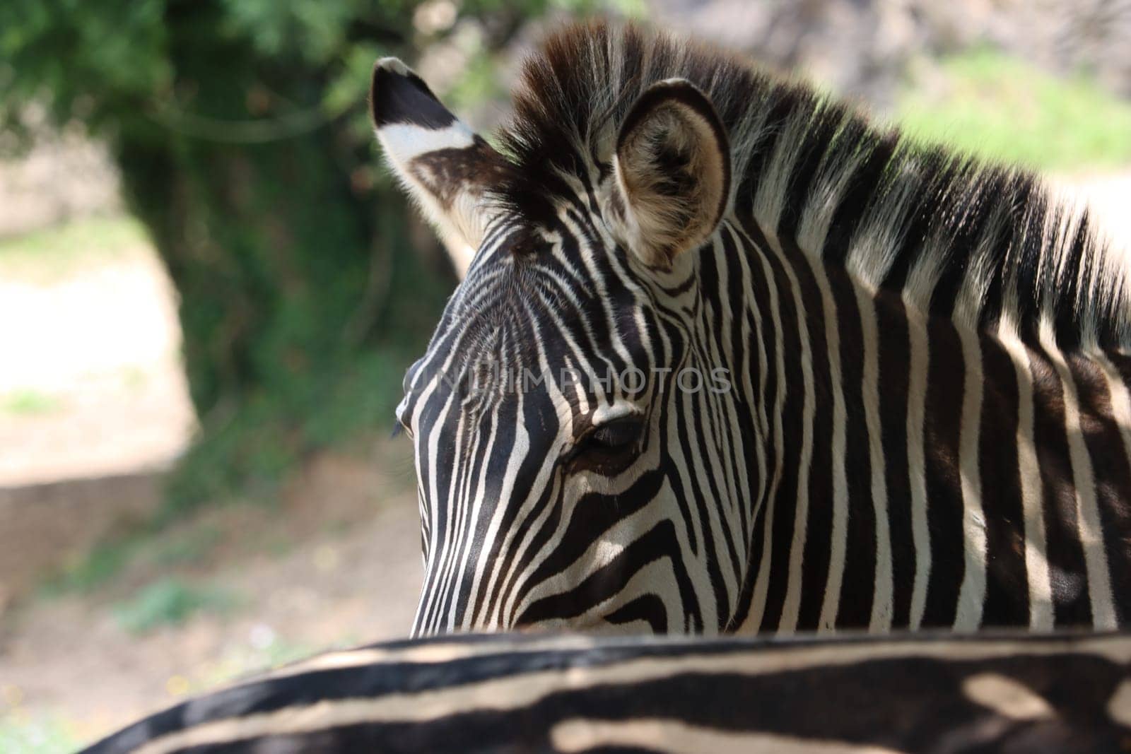 beautiful zebras wild animals herbivores fast stripes