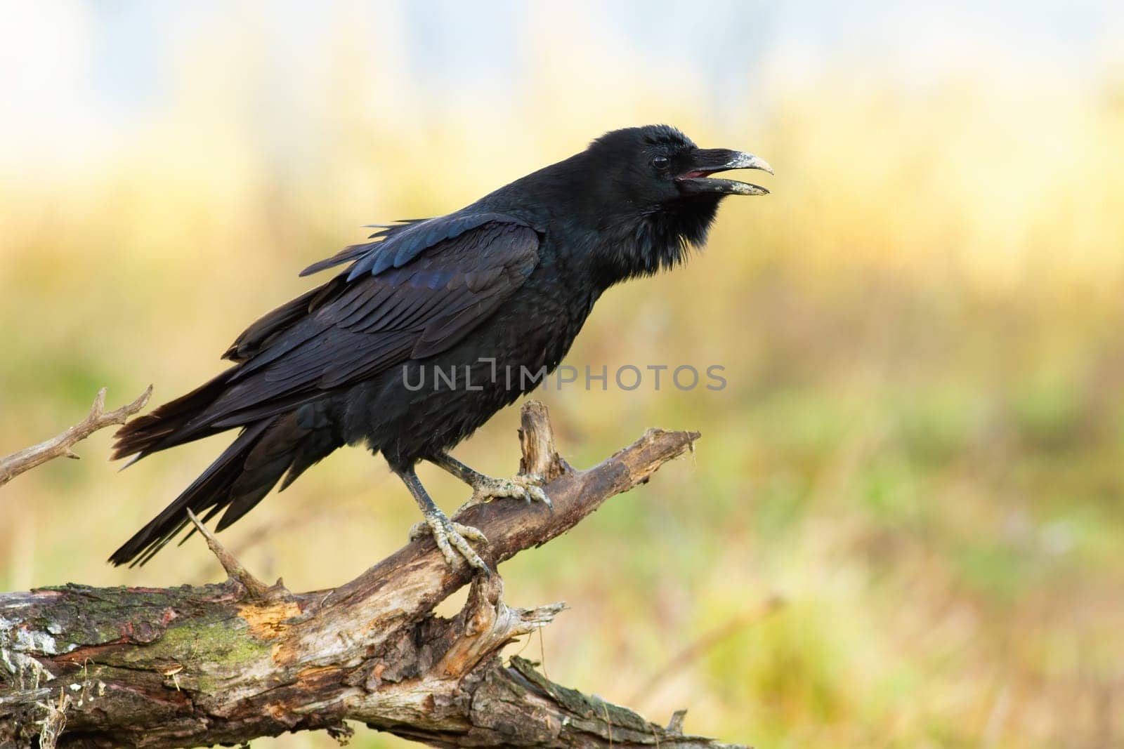 Common raven, corvus corax, calling on wood in springtime nature. Dark bird with open beak on tree in spring. Feathered animal sitting on branch in dry environment.
