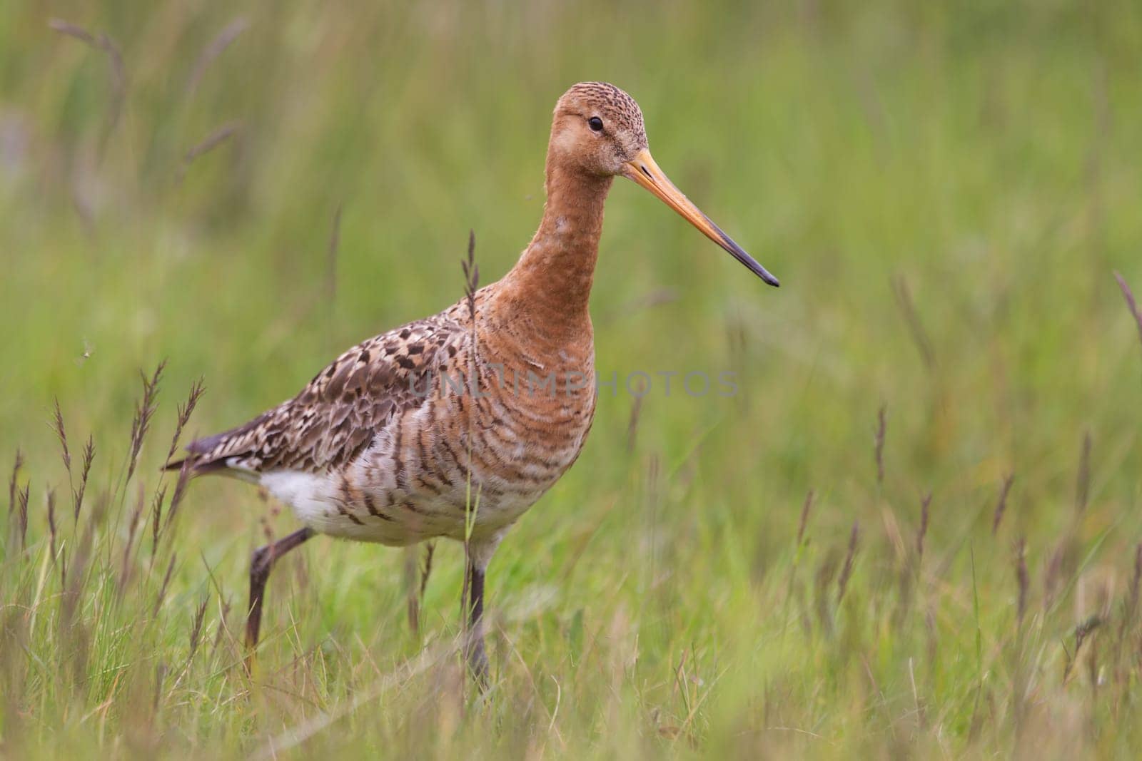 Black-tailed godwit, Limosa limosa, in the grass. Nordic wild bird with long beak.
