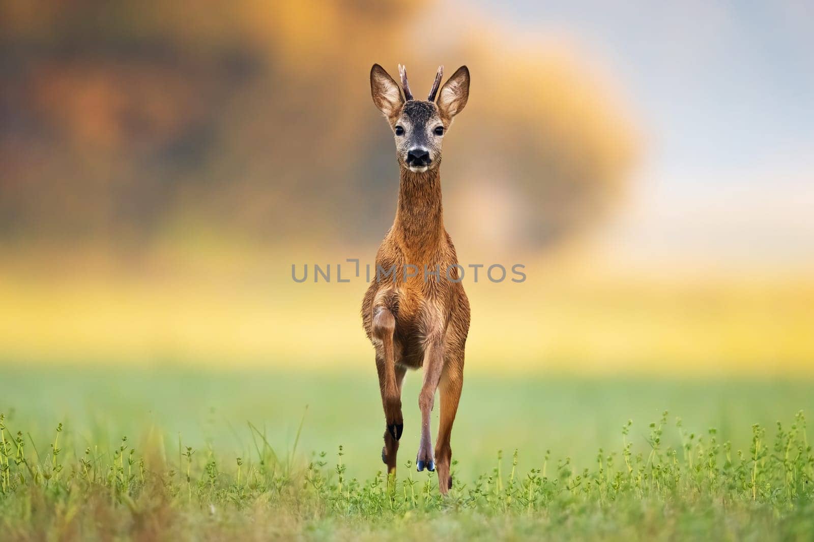 Fast roe deer, capreolus capreolus, buck coming closer in green summer nature. Front view of a mammal with antlers and brown fur jumping on a hay field with blurred background.