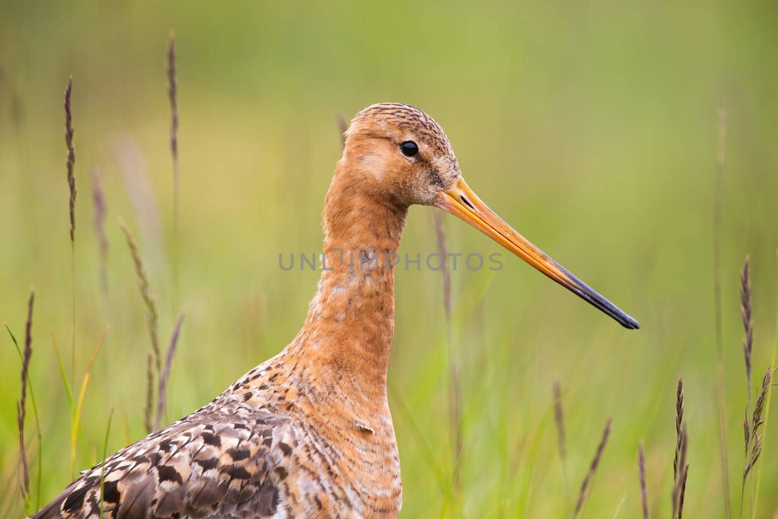 Close-up of black-tailed godwit, limosa limosa, with green blurred background. Shorebird with long beak in Iceland, Europe. Horizontal portrait of a wild bird.