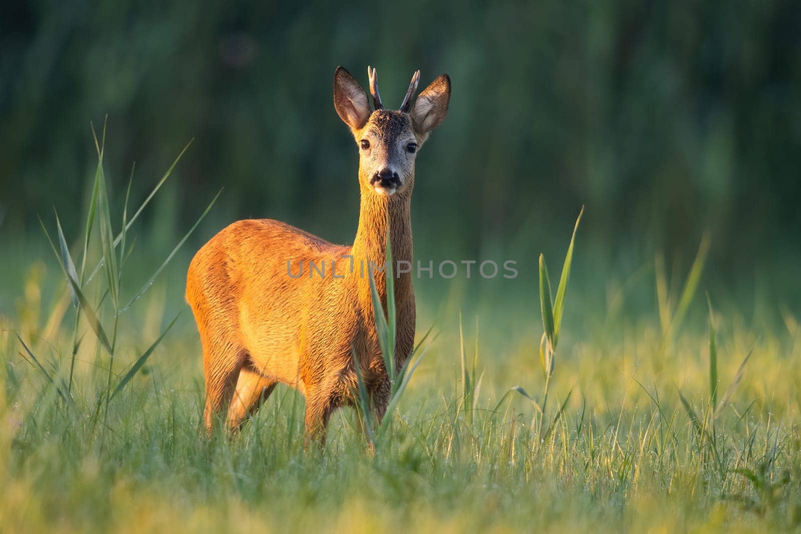 Young roe deer, capreolus capreolus, buck looking on a green meadow illuminated by a warm light at sunrise. Interested wild animal observing with copy space.