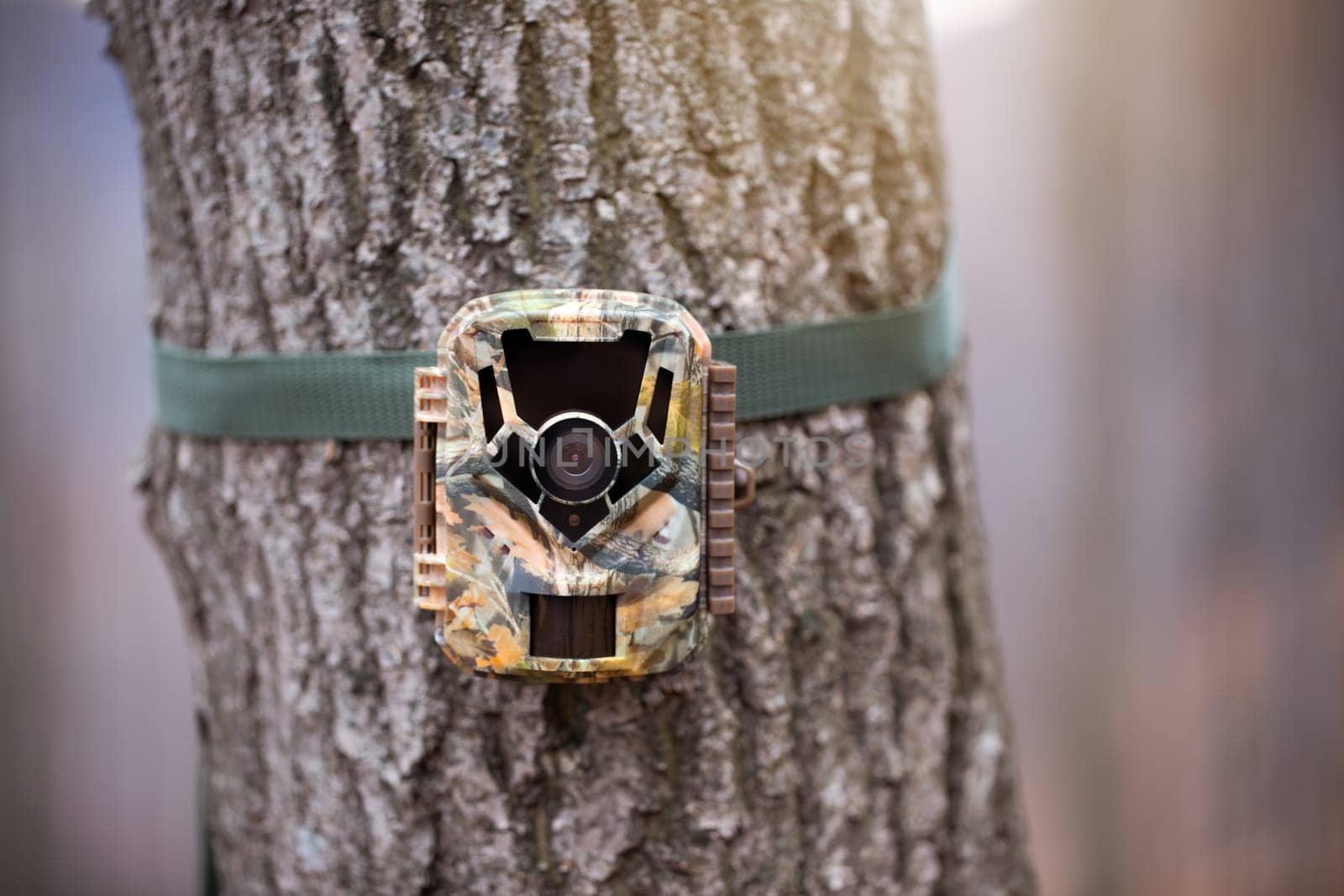 Trail camera for wildlife monitoring attached to a tree with green strap. Hidden digital trap with motion pir sensor and infrared flash used for scientific research.