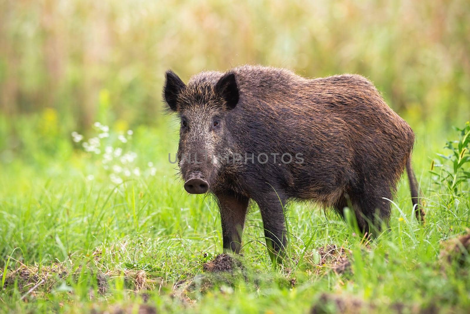 Shy wild boar, sus scrofa, looking to the camera on a green meadow in summer nature with wildflower in background. Animal wildlife on a glade with grass from side view.