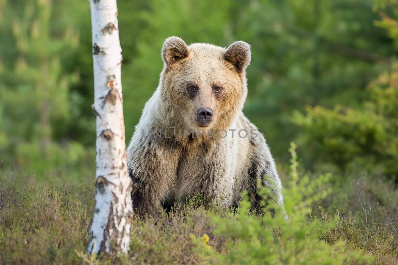 Shy brown bear, ursus arctos, female standing near to birch tree in moorland and looking into camera. Cute mammal with long fur observing on a glade in summer nature from front view.