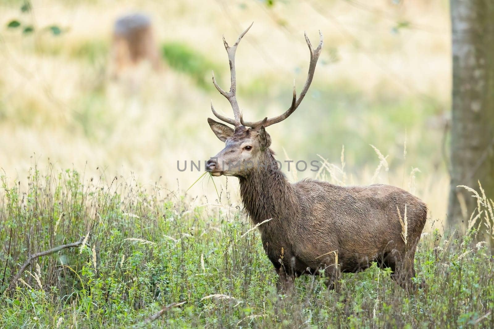 Male red deer, cervus elaphus, grazing green grass in a sunlit autumn forest. . Young stag feeding in nature with copy space. Animal wildlife in nature.